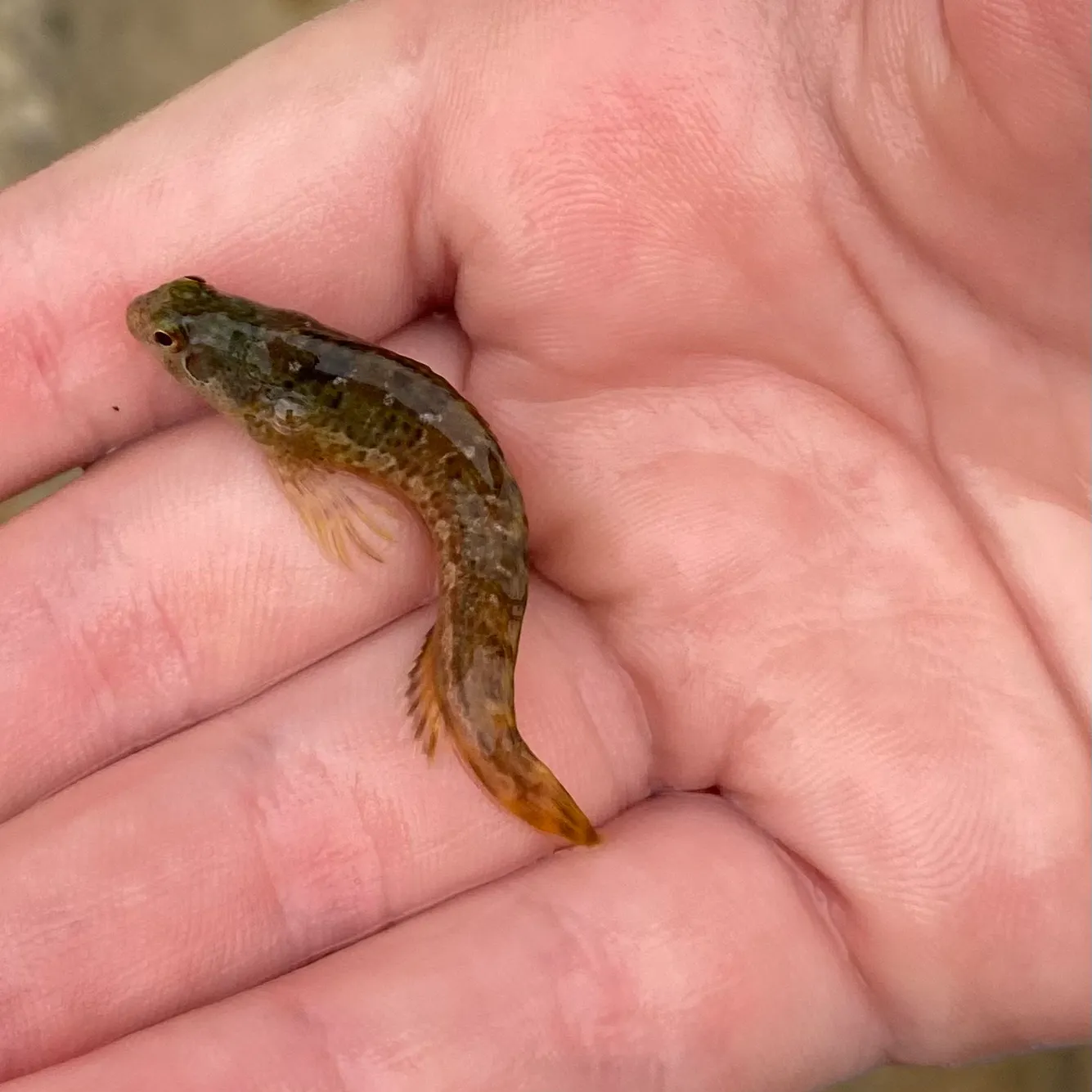 Round goby caught on Fishbrain