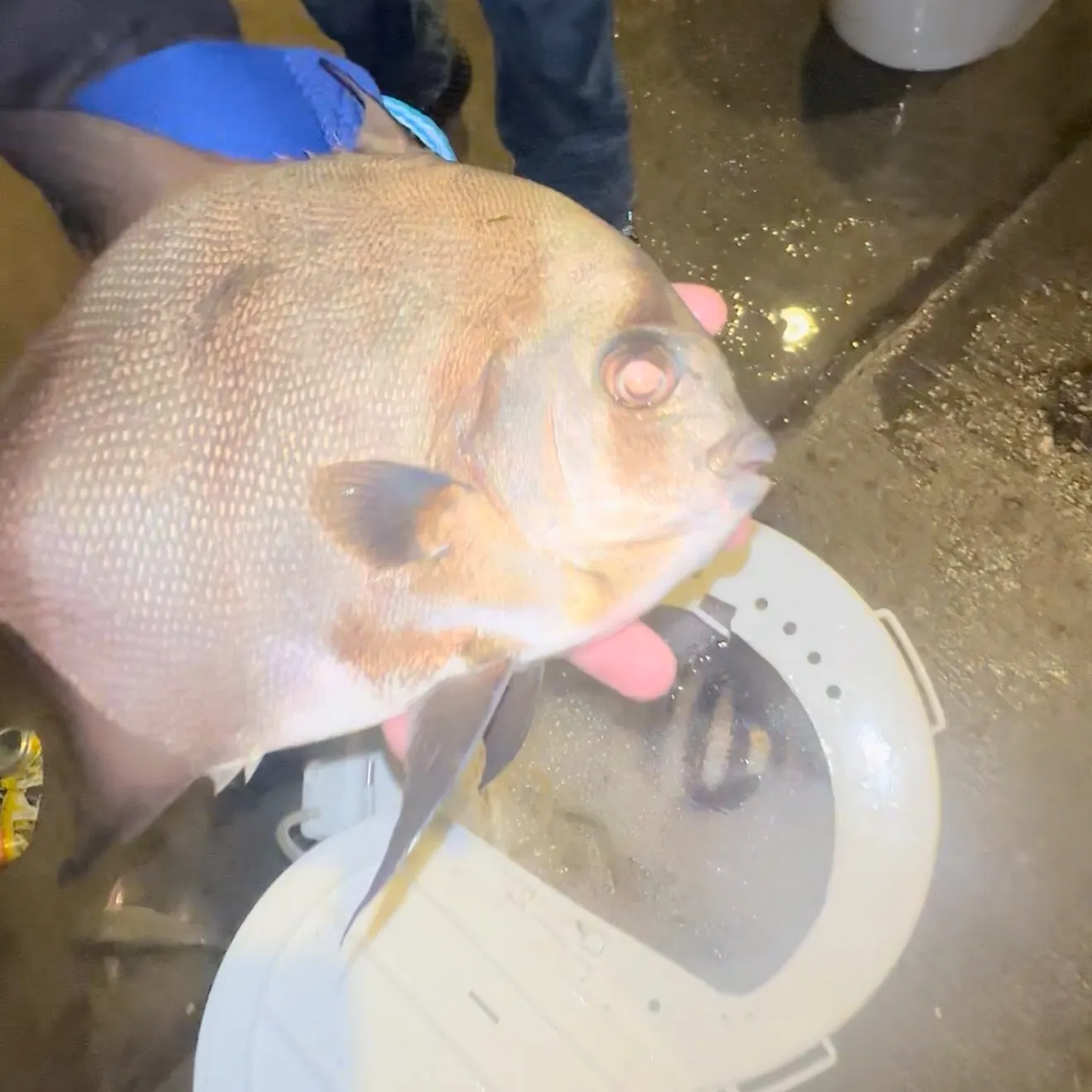 The most recent Atlantic spadefish catches on Fishbrain