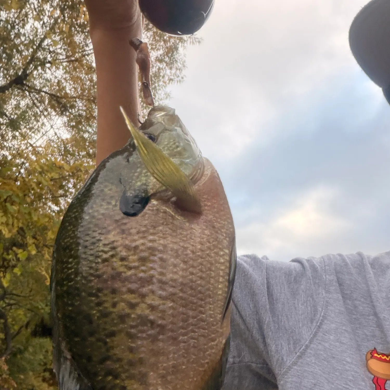 Bluegill caught on Fishbrain