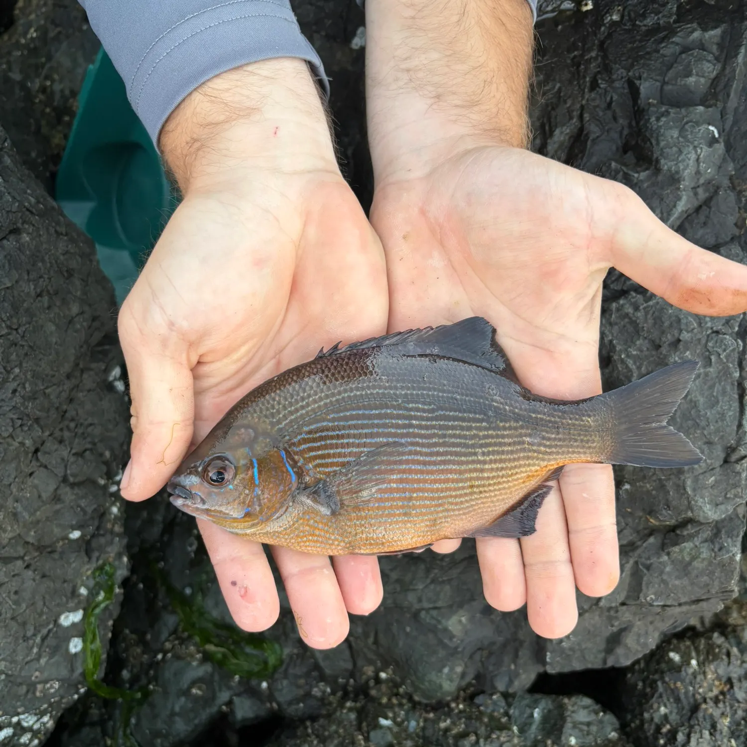 The most recent Striped seaperch catches on Fishbrain