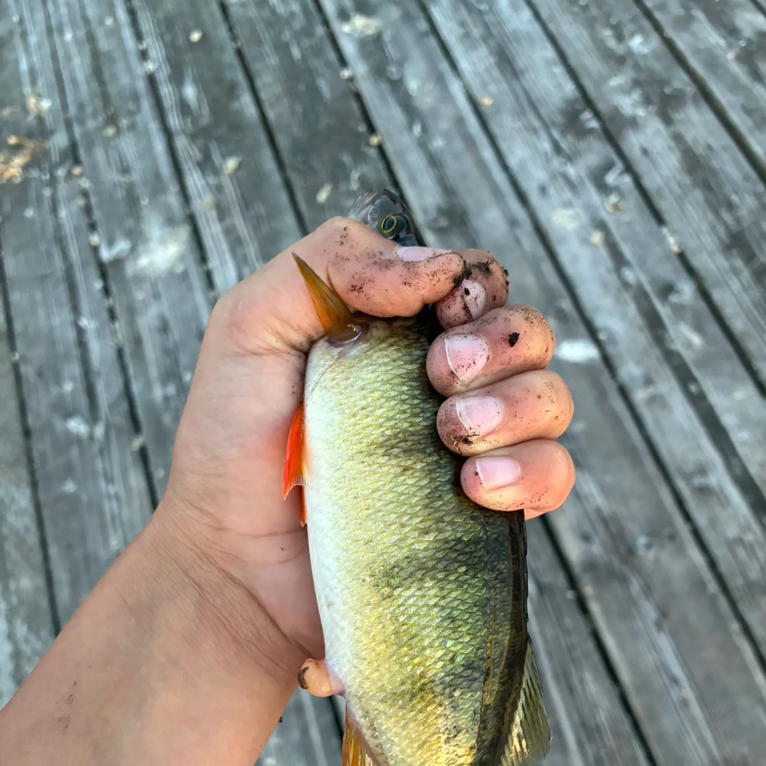 Yellow perch caught on Fishbrain