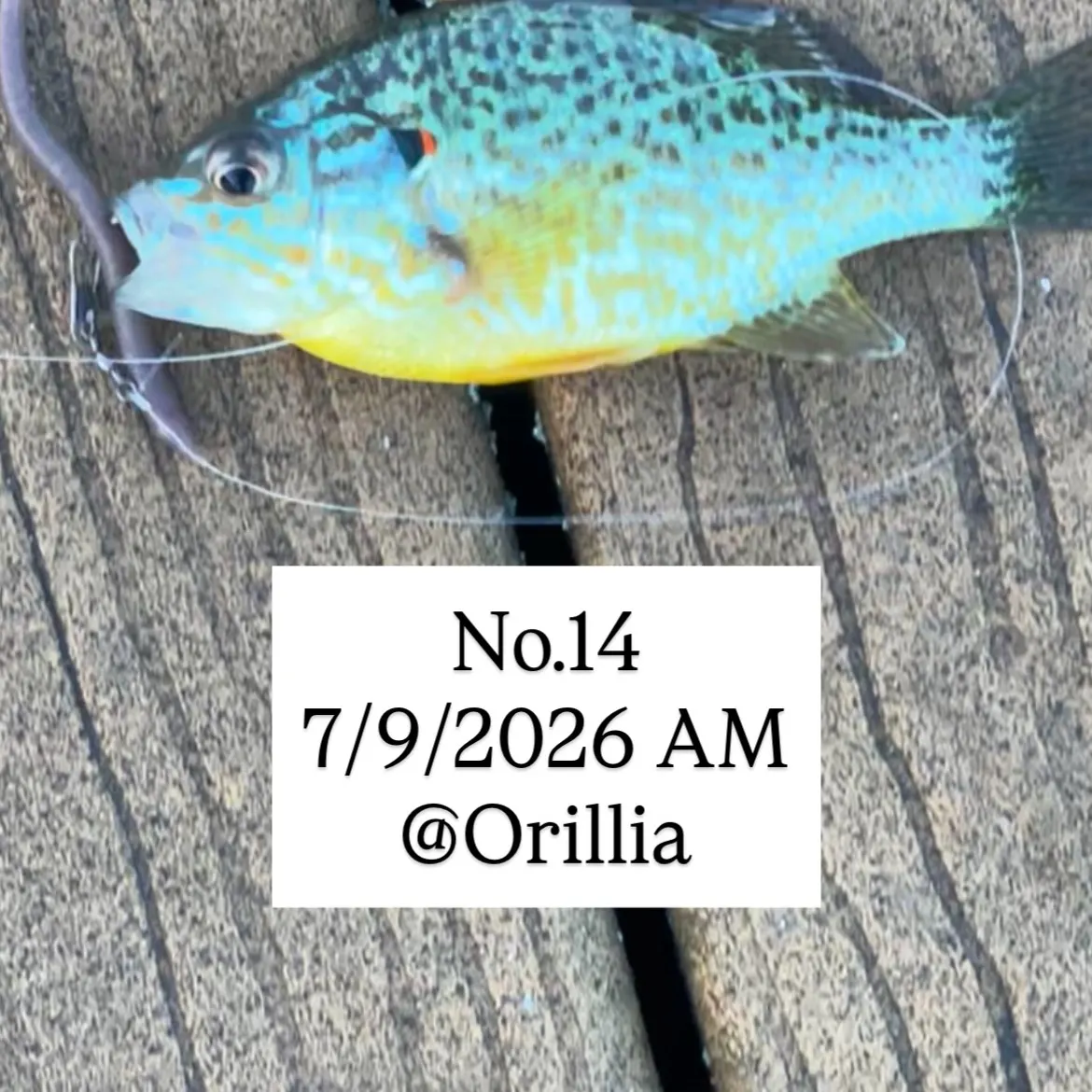 Pumpkinseed caught on Fishbrain