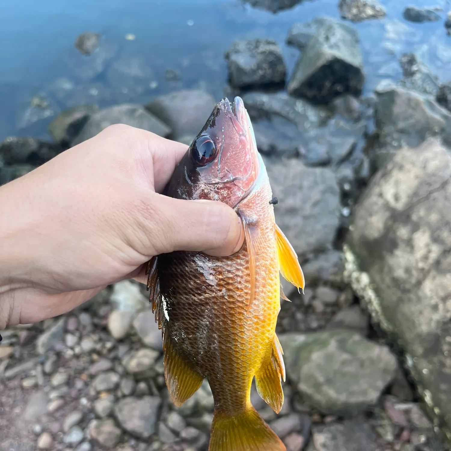The most recent Yellow snapper catches on Fishbrain