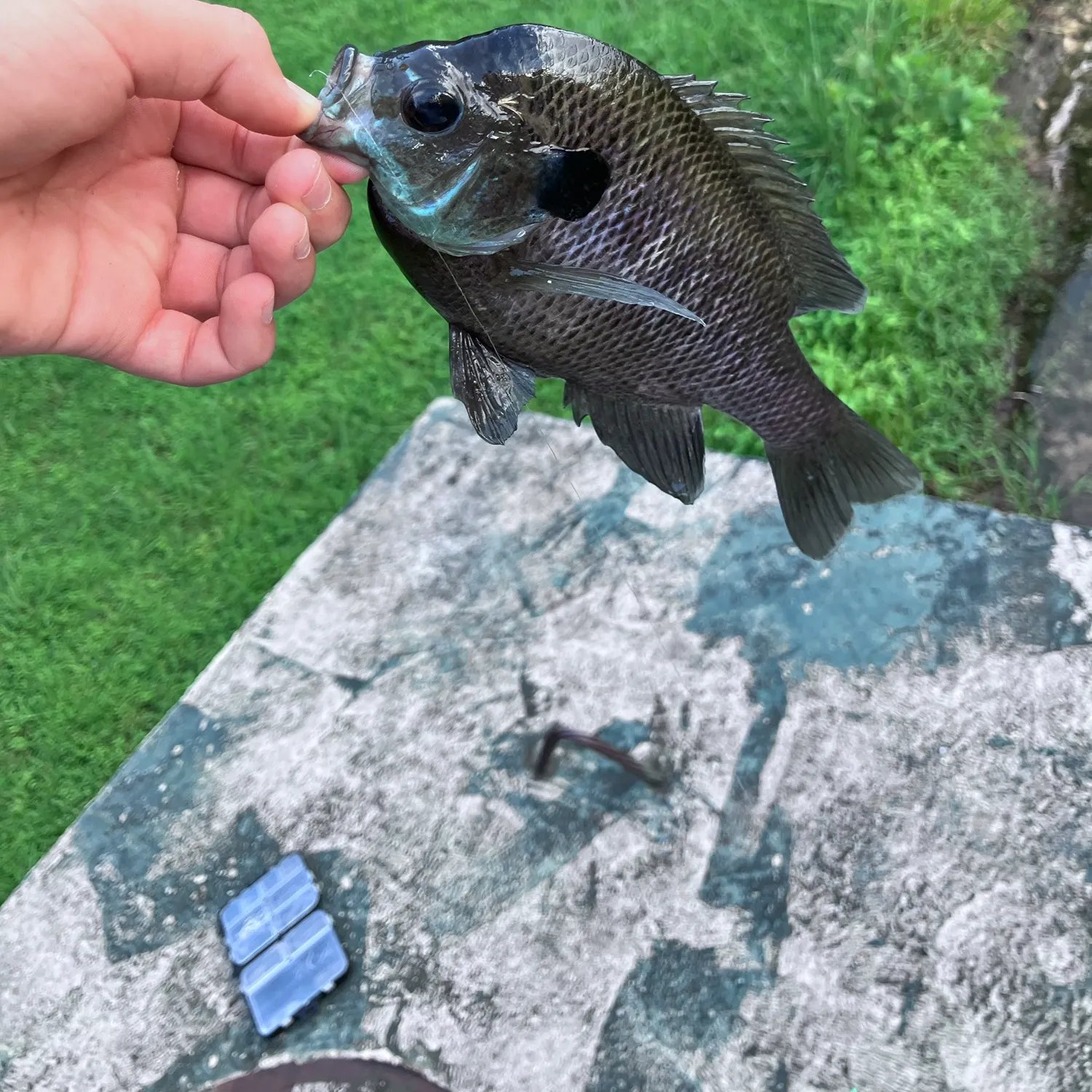 The most recent Redbreast sunfish catches on Fishbrain