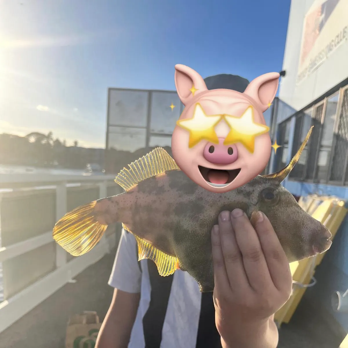 The most recent Large-scaled leatherjacket catches on Fishbrain