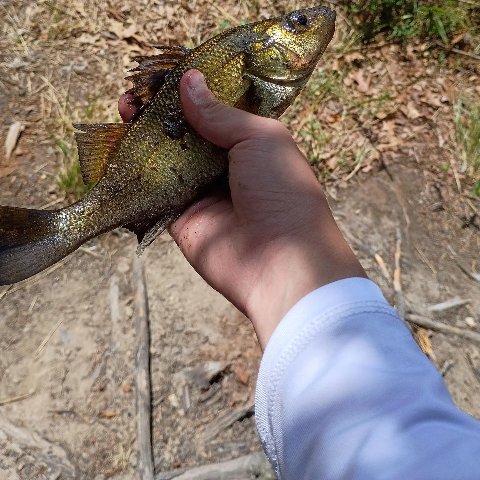 White perch caught on Fishbrain