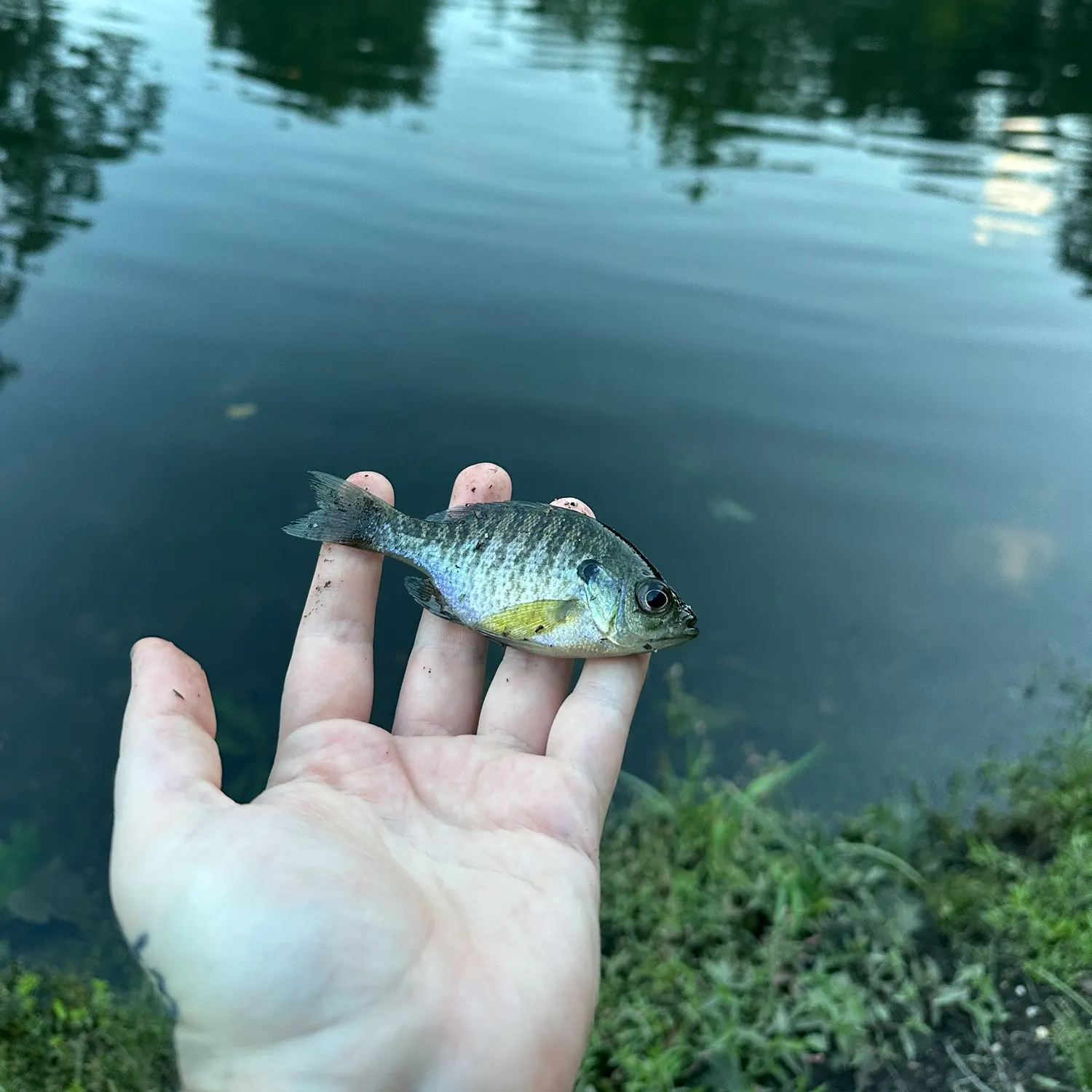 Bluegill caught on Fishbrain