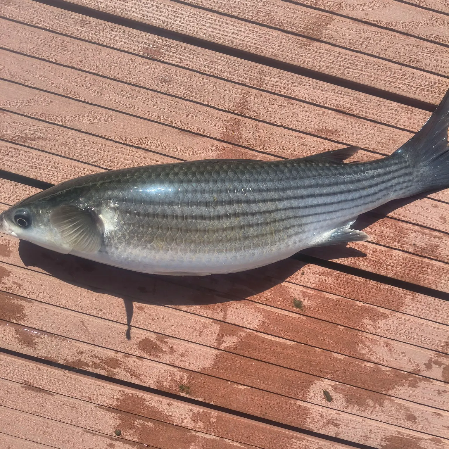 Striped mullet caught on Fishbrain