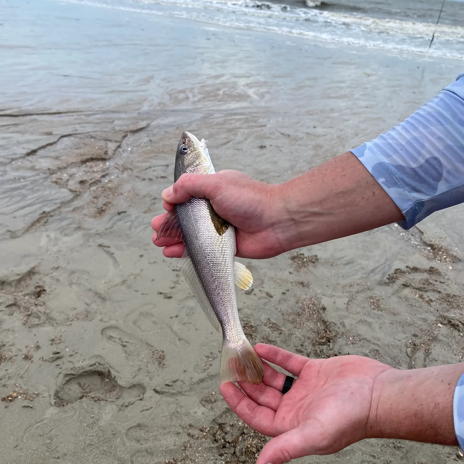 The most recent King George whiting catches on Fishbrain