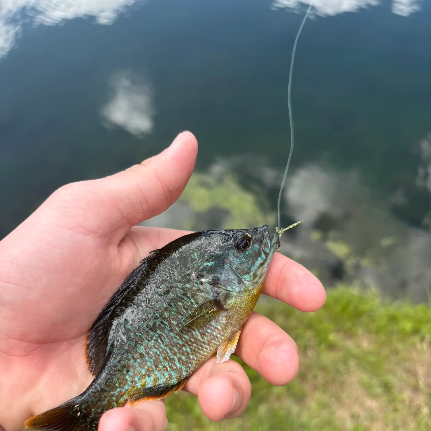 most liked catch image
