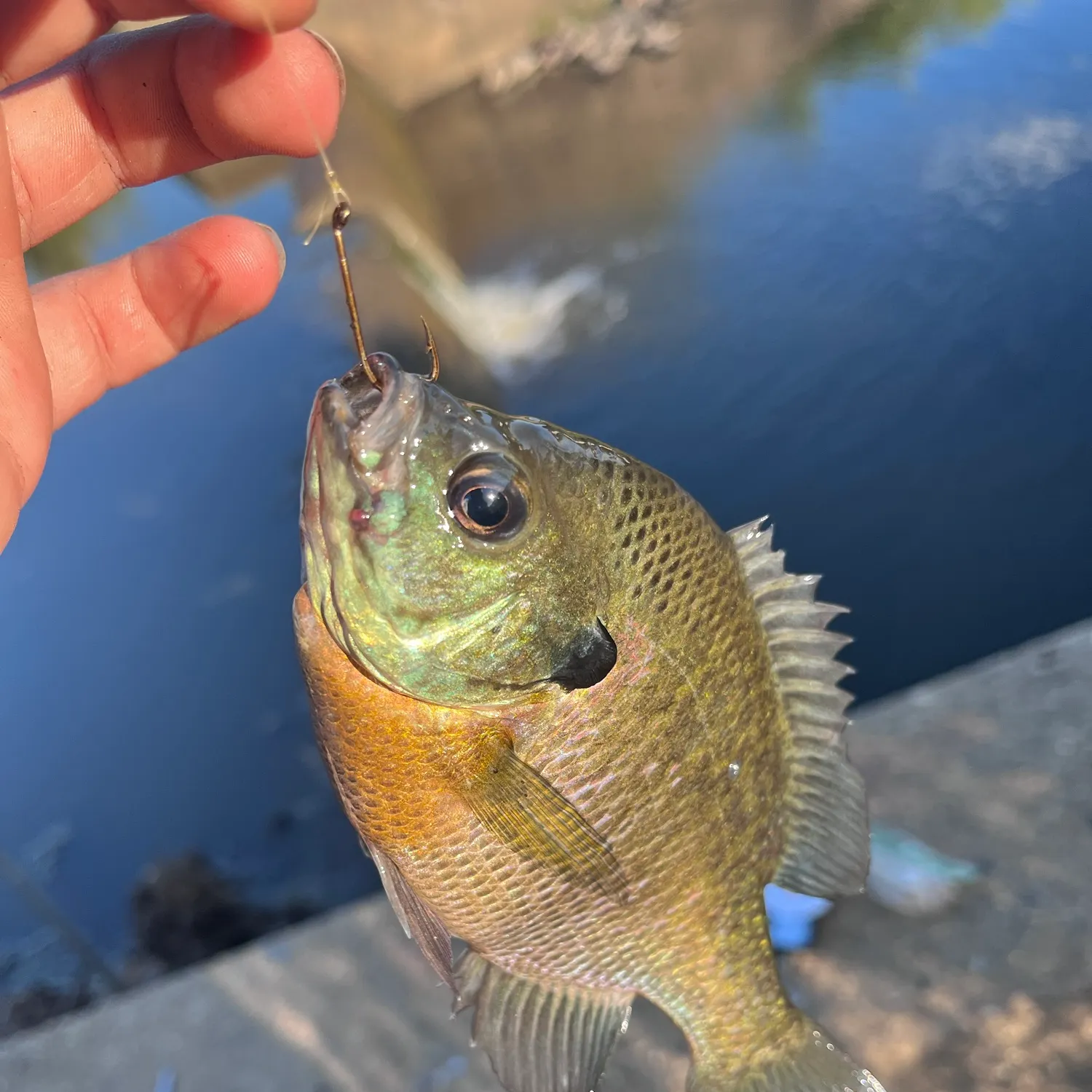 Fish caught on Fishbrain
