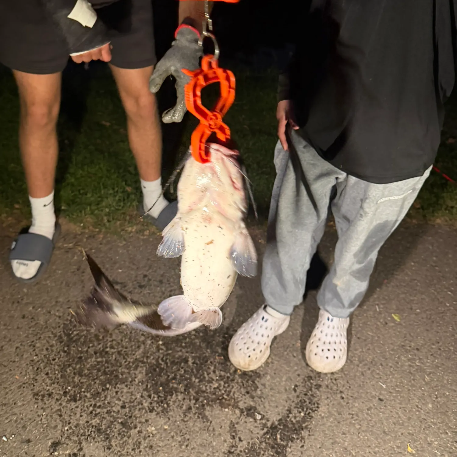 Channel catfish caught on Fishbrain