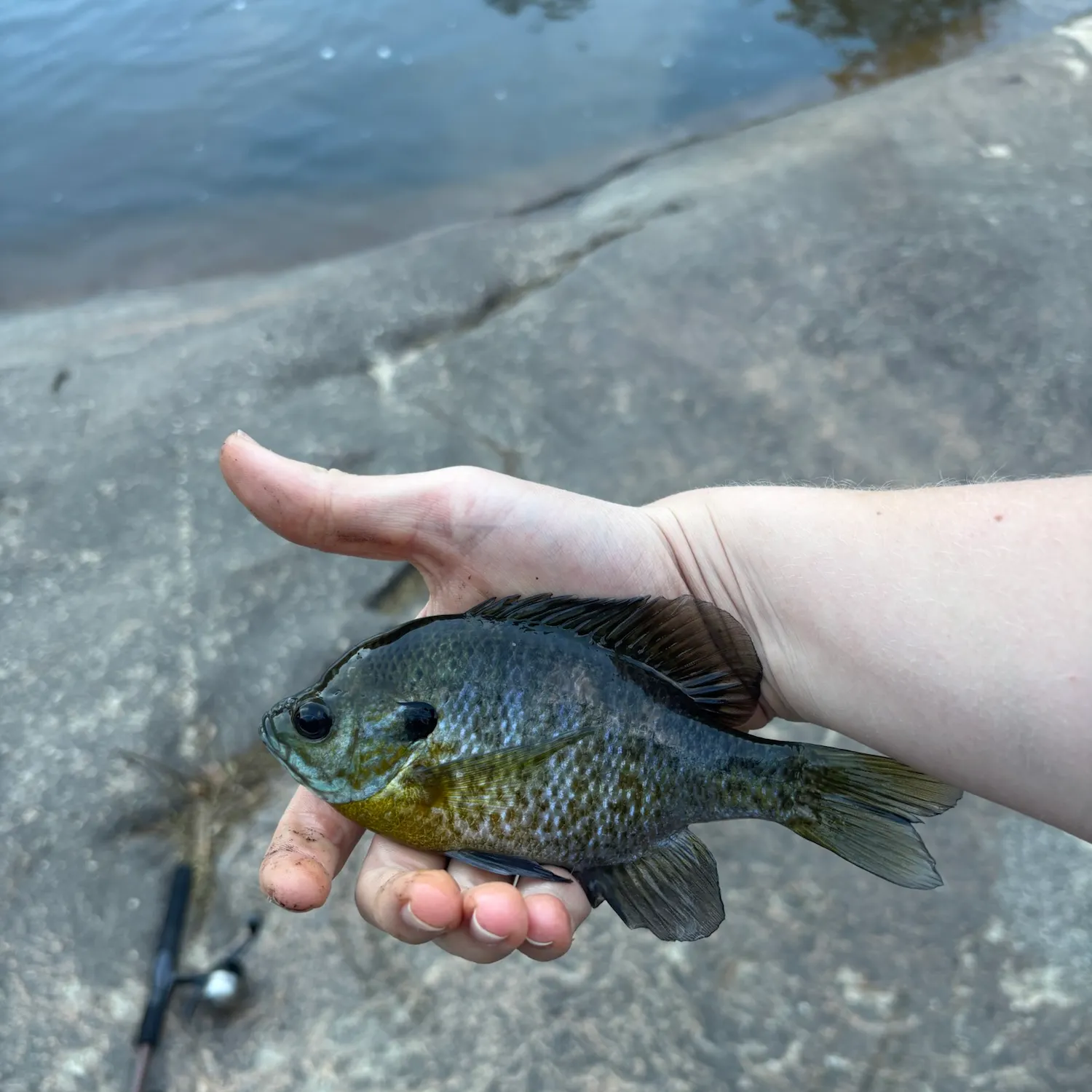 Bluegill caught on Fishbrain