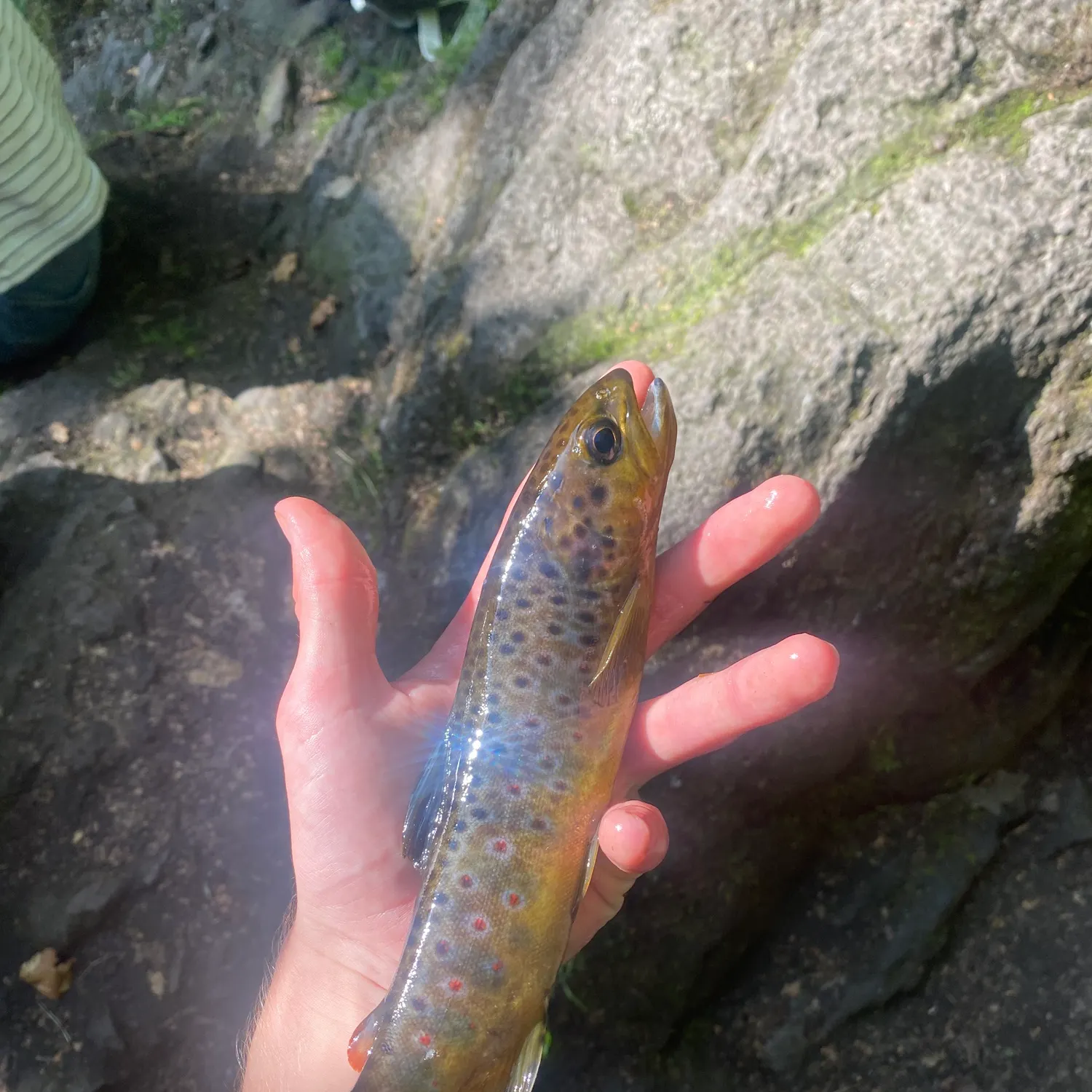 Brown trout caught on Fishbrain