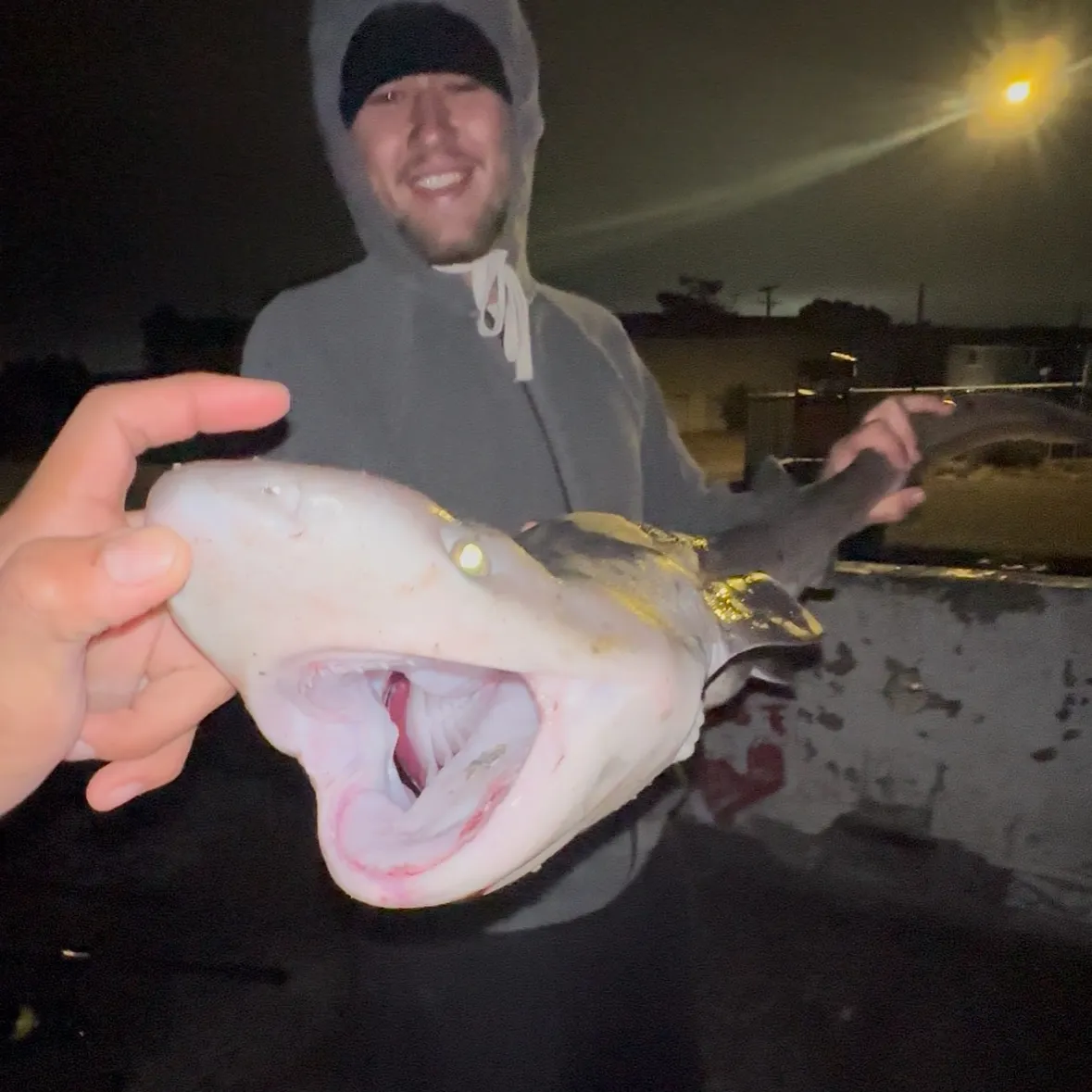 The most recent Broadnose sevengill shark catches on Fishbrain