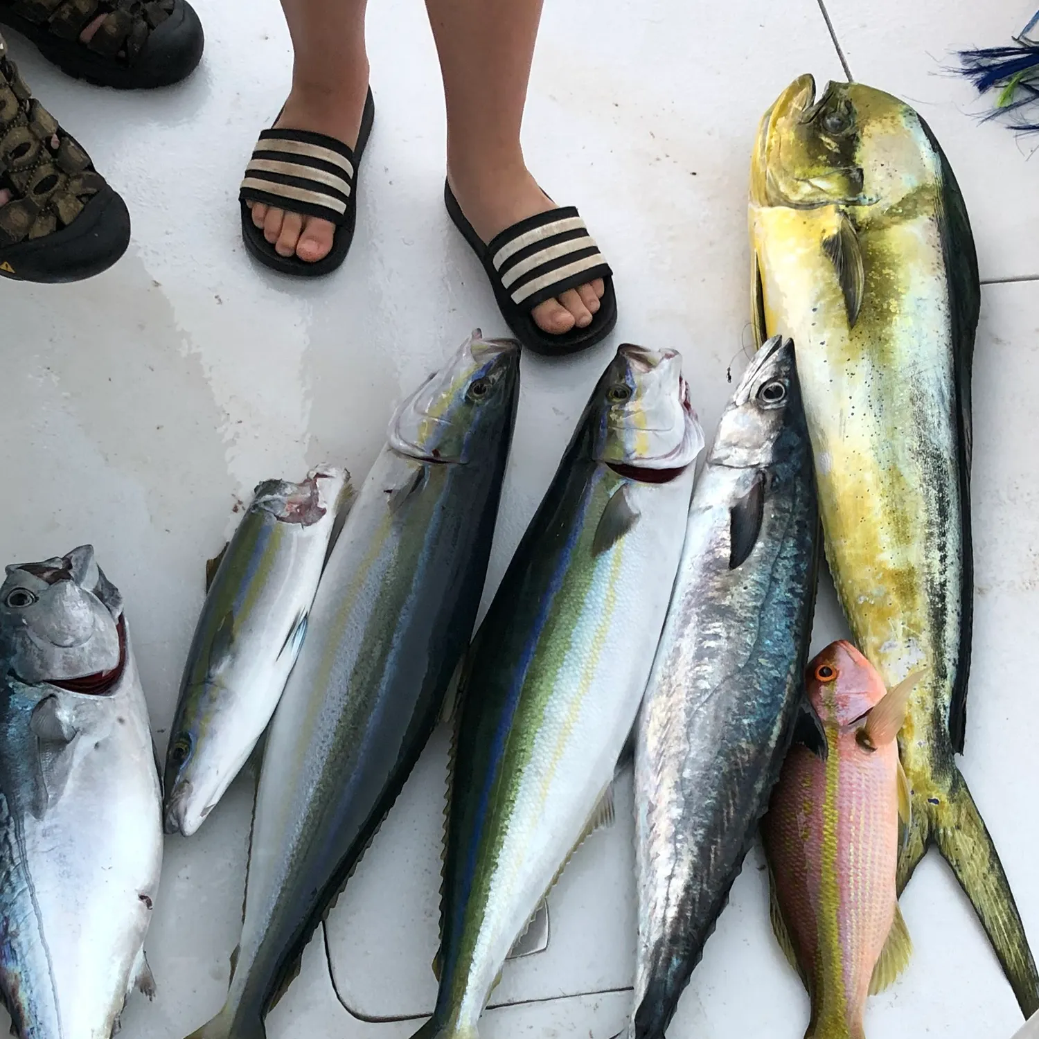 The most recent Rainbow runner catches on Fishbrain