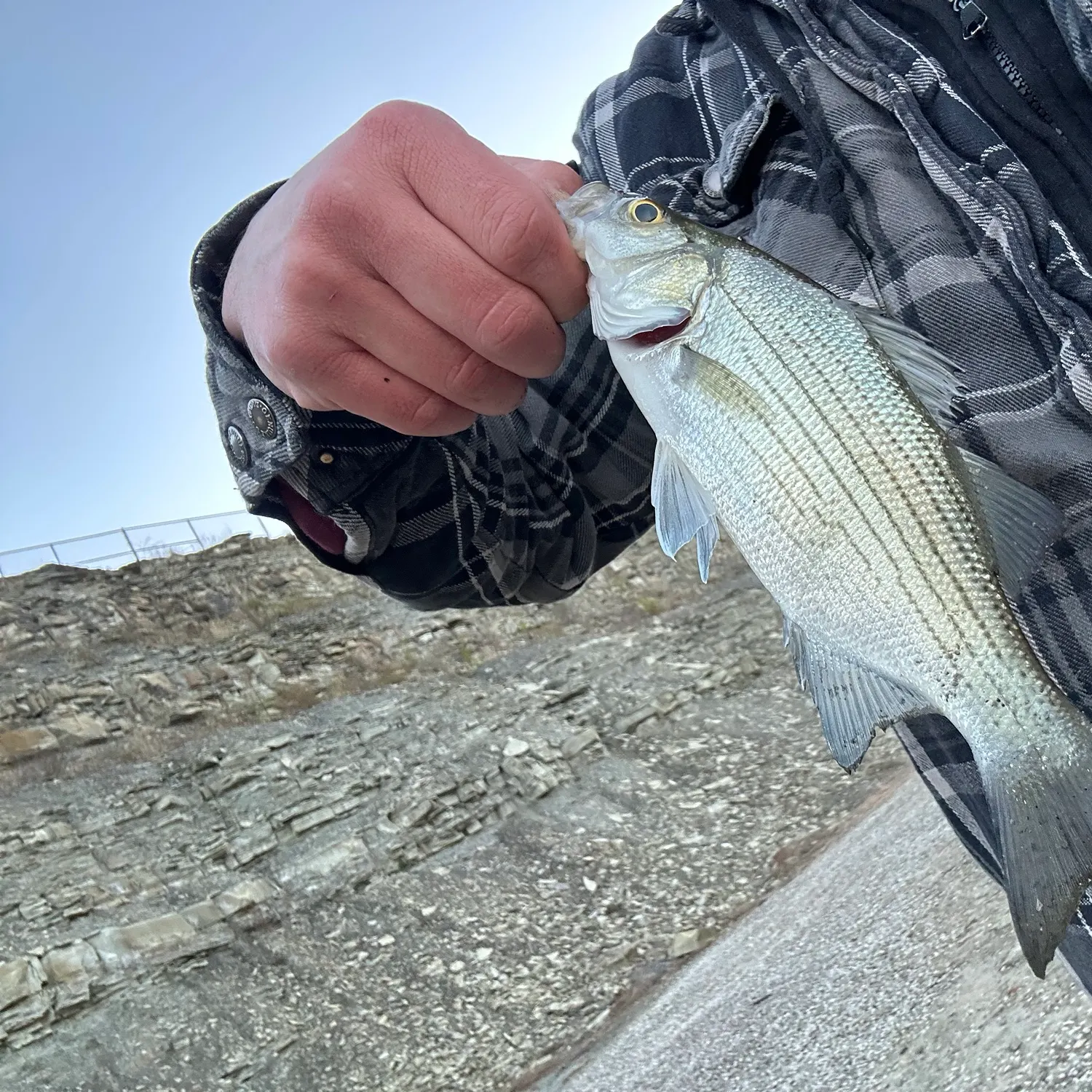 White bass caught on Fishbrain