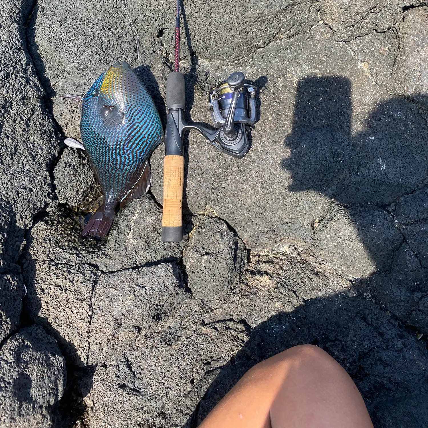 Black triggerfish caught on Fishbrain