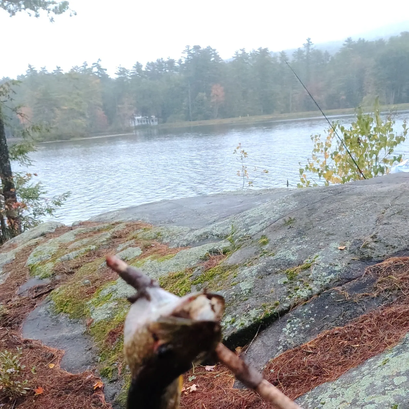 Chain pickerel caught on Fishbrain