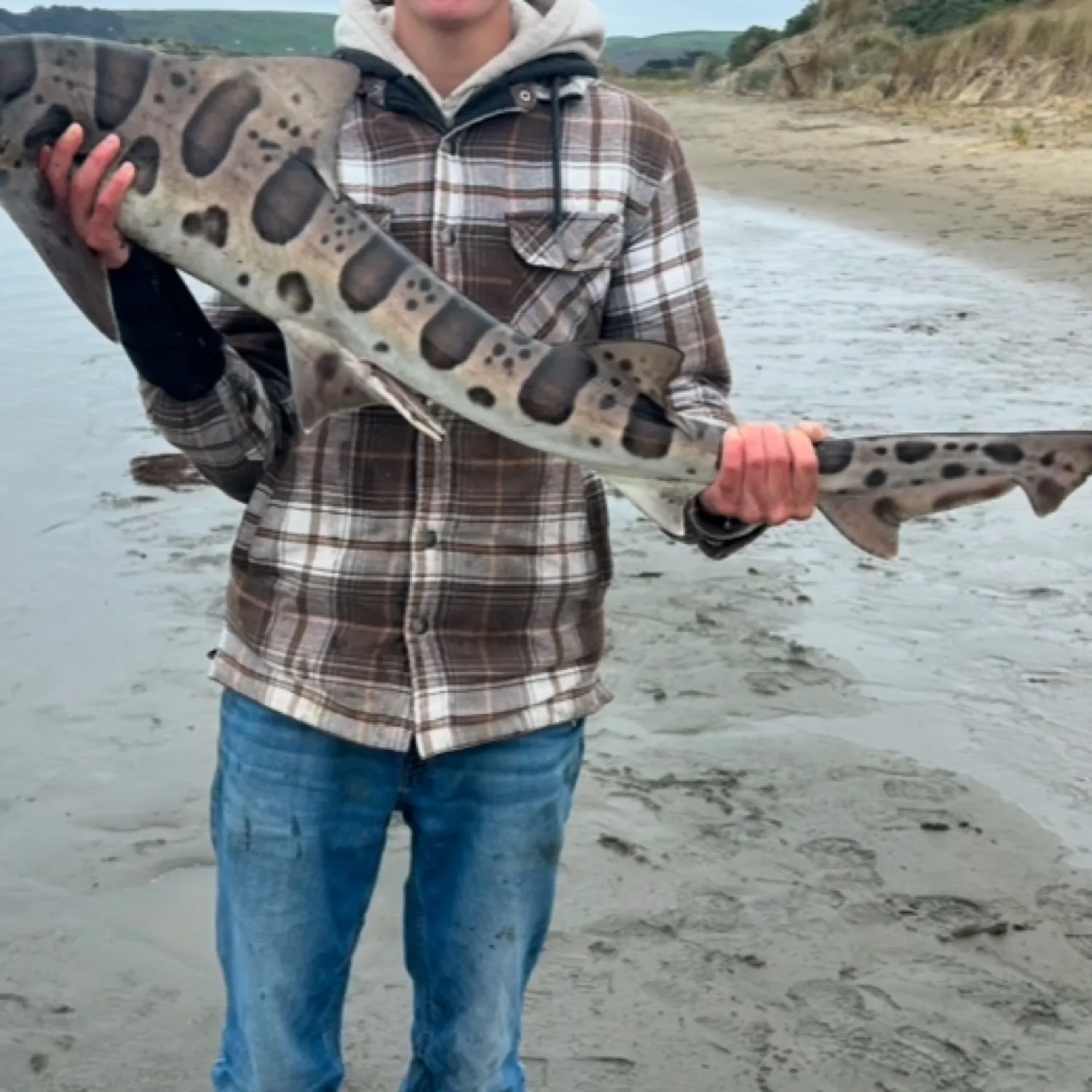 The most popular recent Leopard shark catch on Fishbrain