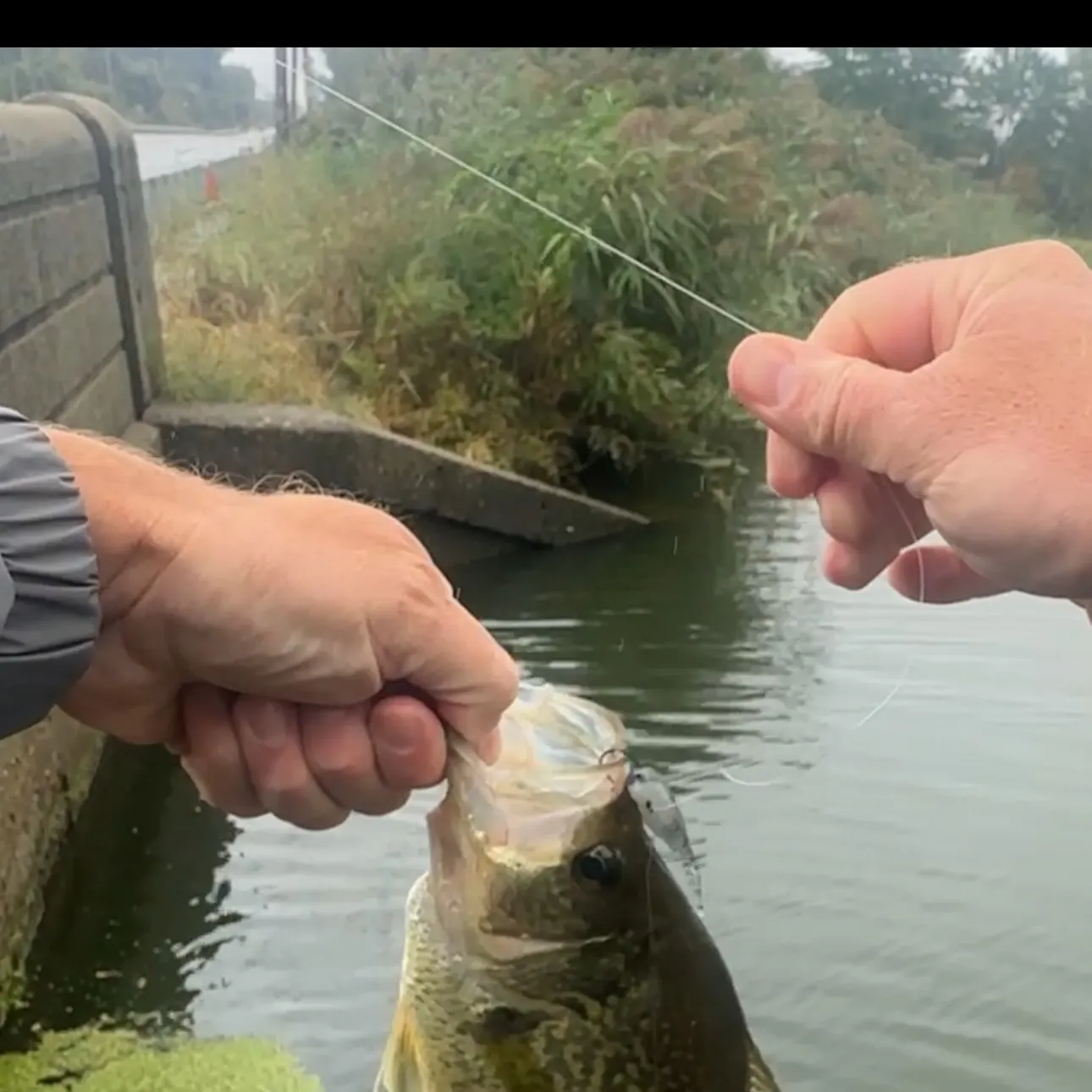 Black crappie caught on Fishbrain
