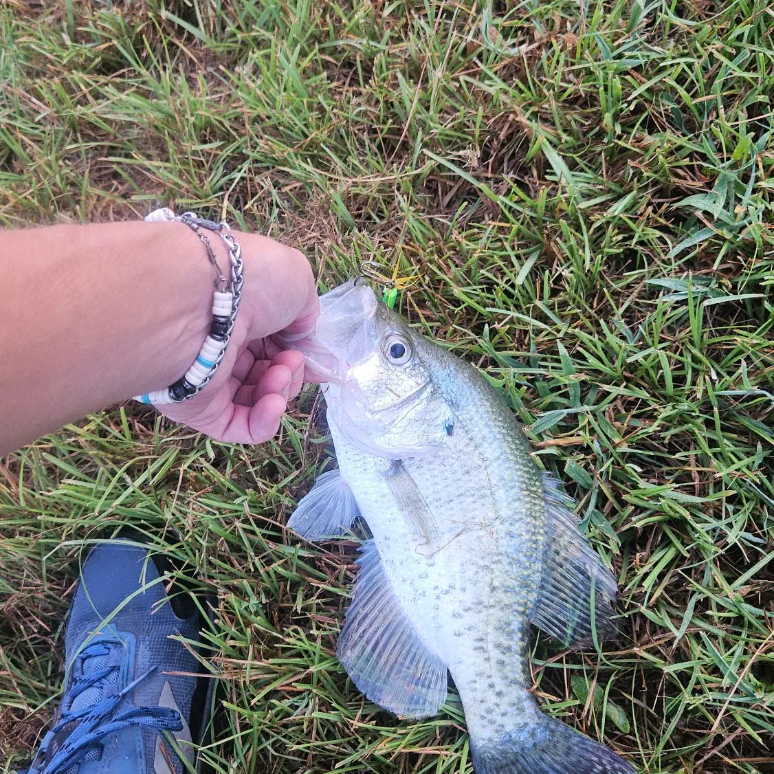 White crappie caught on Fishbrain