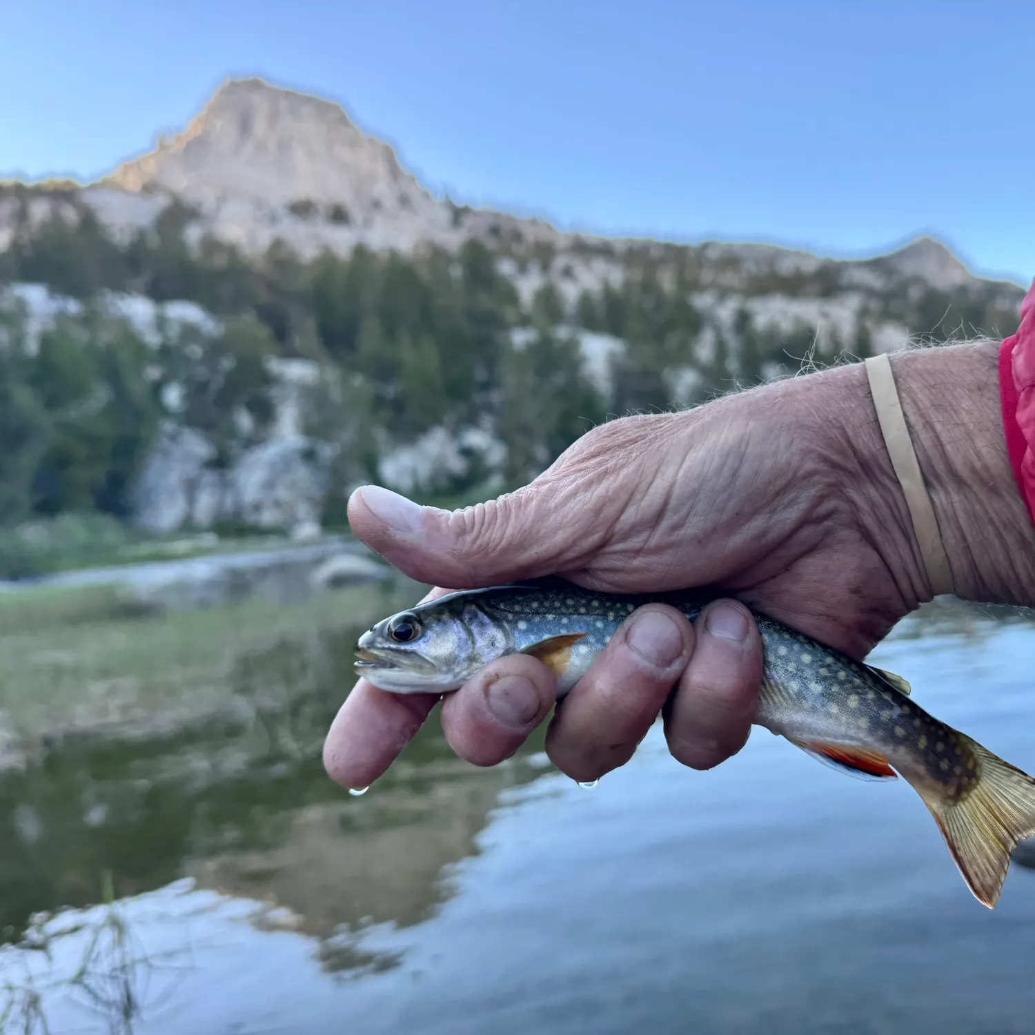 Brook trout caught on Fishbrain