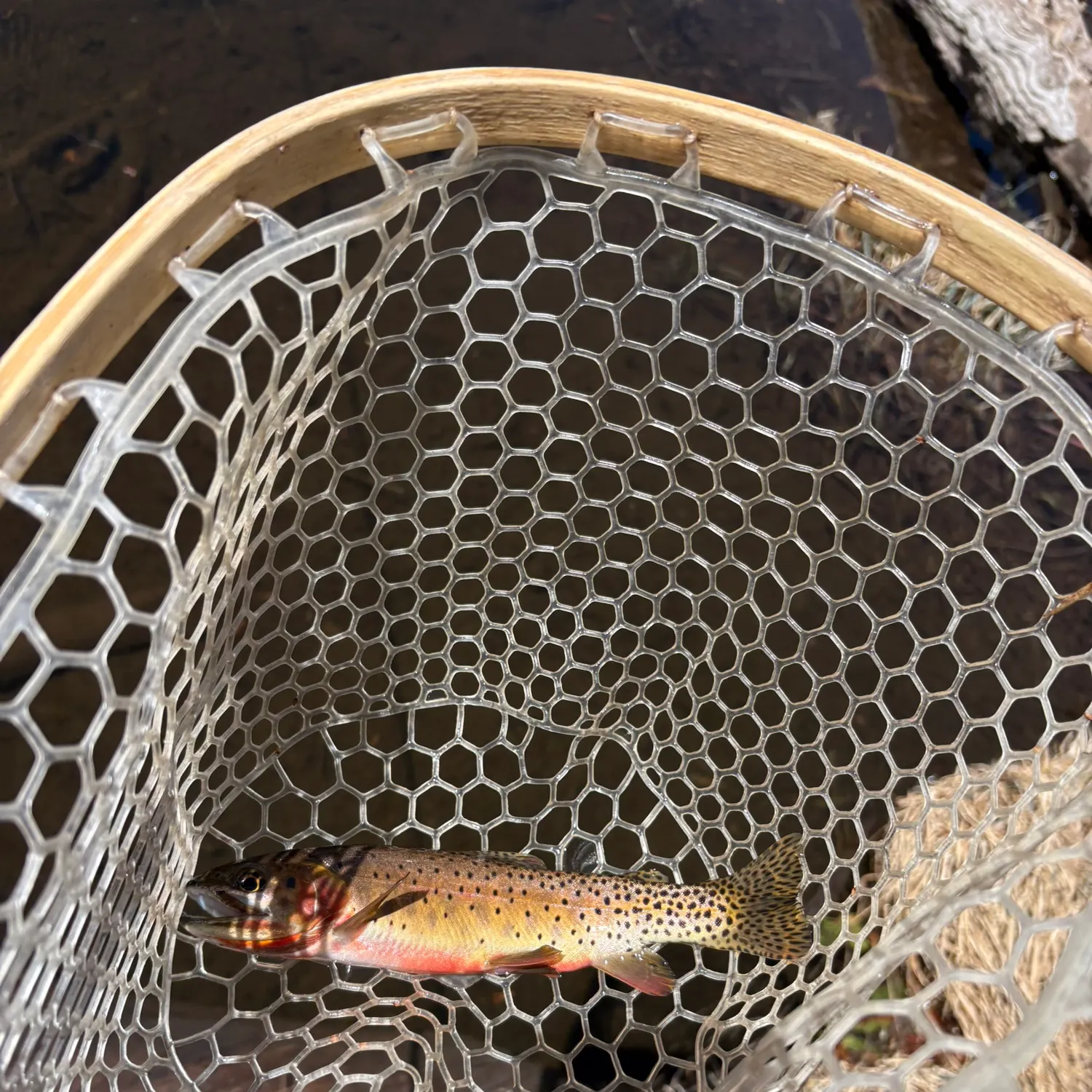 The most recent Greenback cutthroat trout catches on Fishbrain