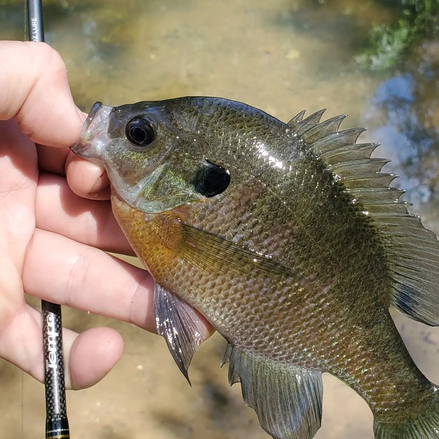 Bluegill caught on Fishbrain