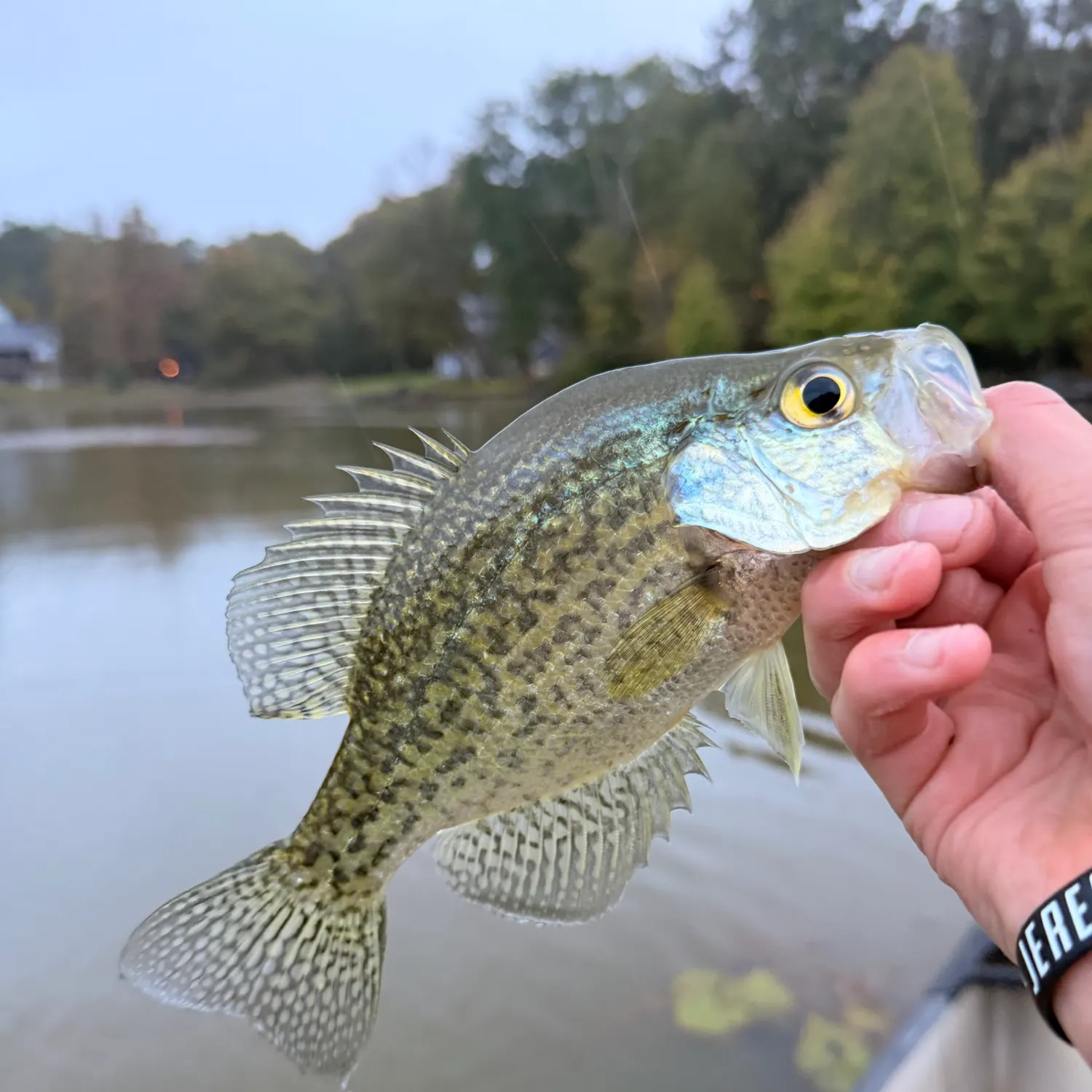 White crappie caught on Fishbrain