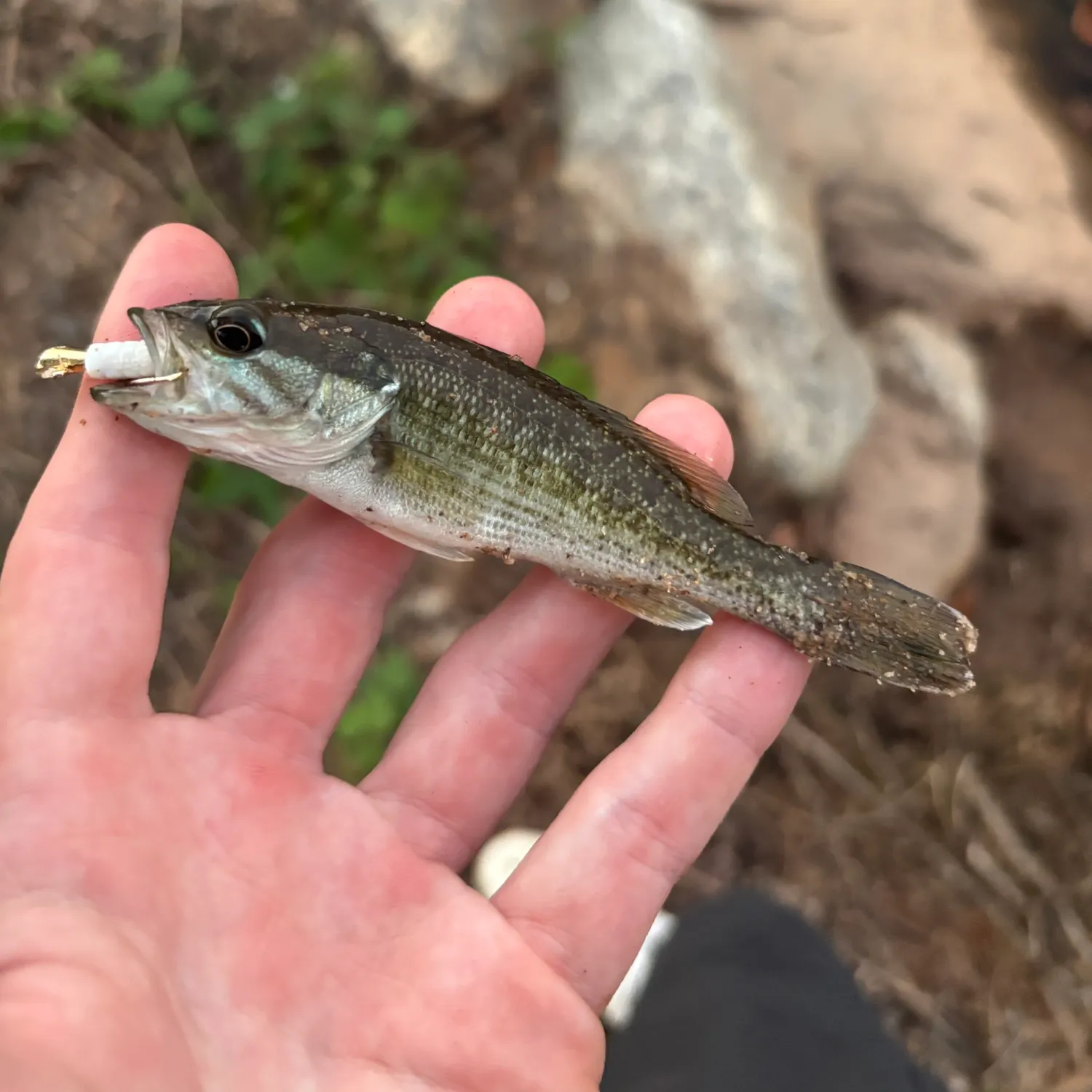 The most recent Tallapoosa bass catches on Fishbrain