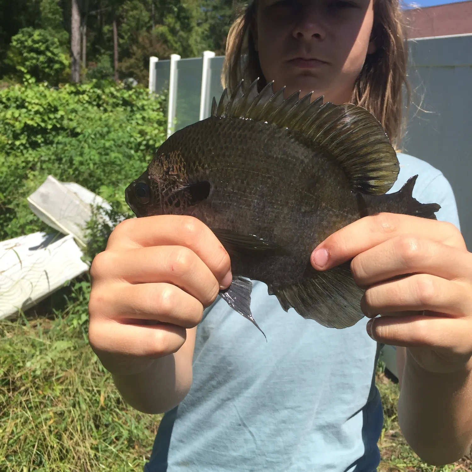 Bluegill caught on Fishbrain