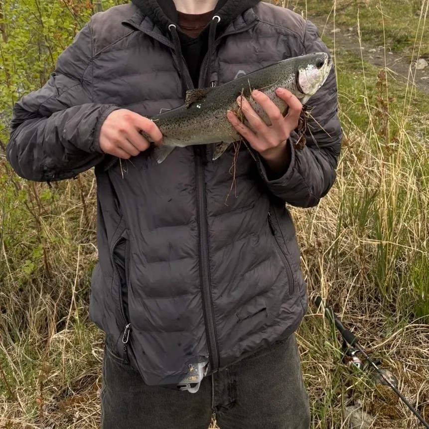 The most recent Steelhead catches on Fishbrain