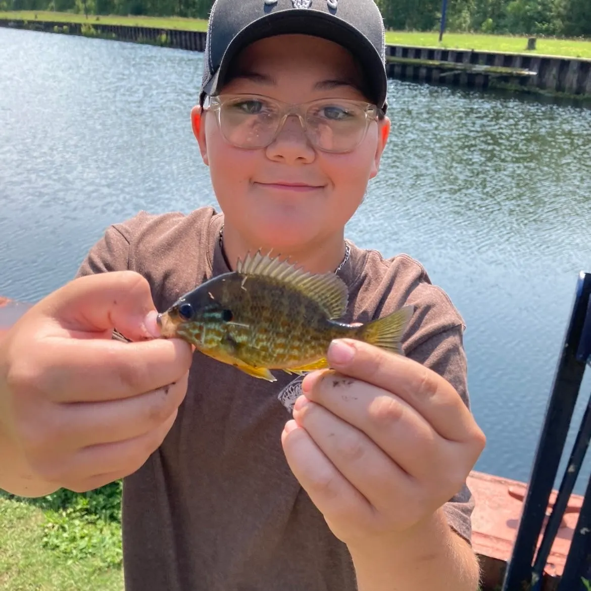 Pumpkinseed caught on Fishbrain