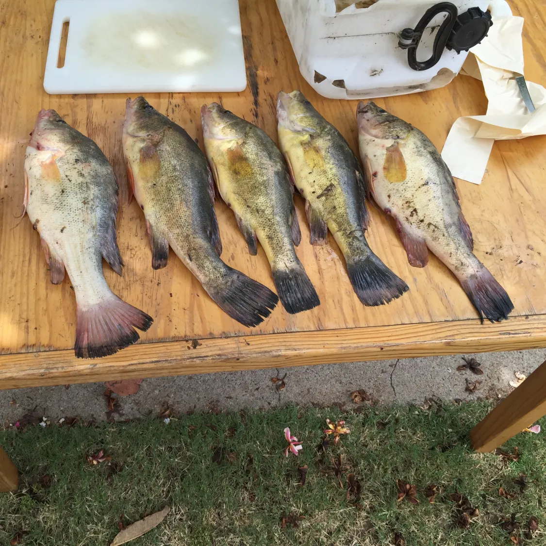 recently logged catches