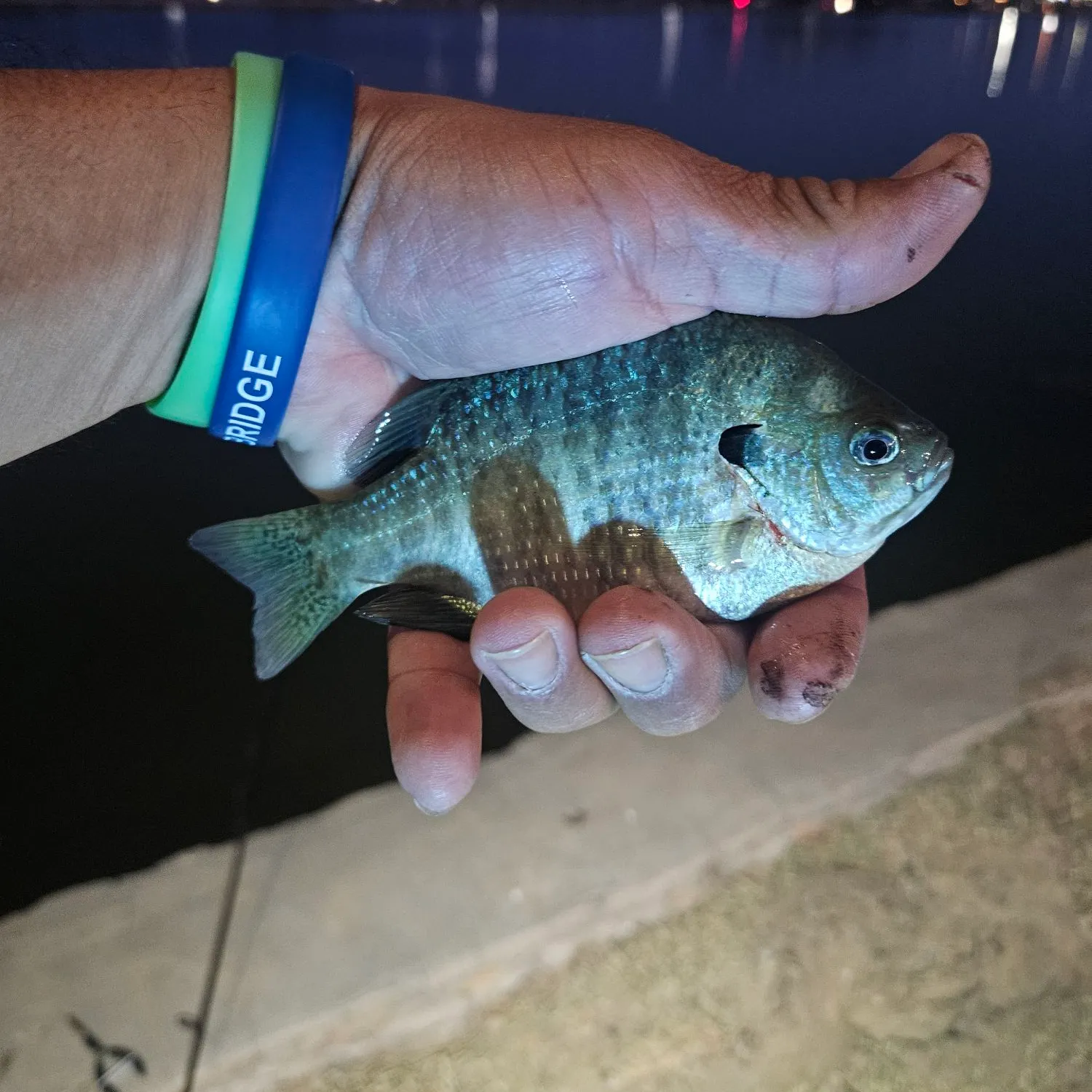 Bluegill caught on Fishbrain