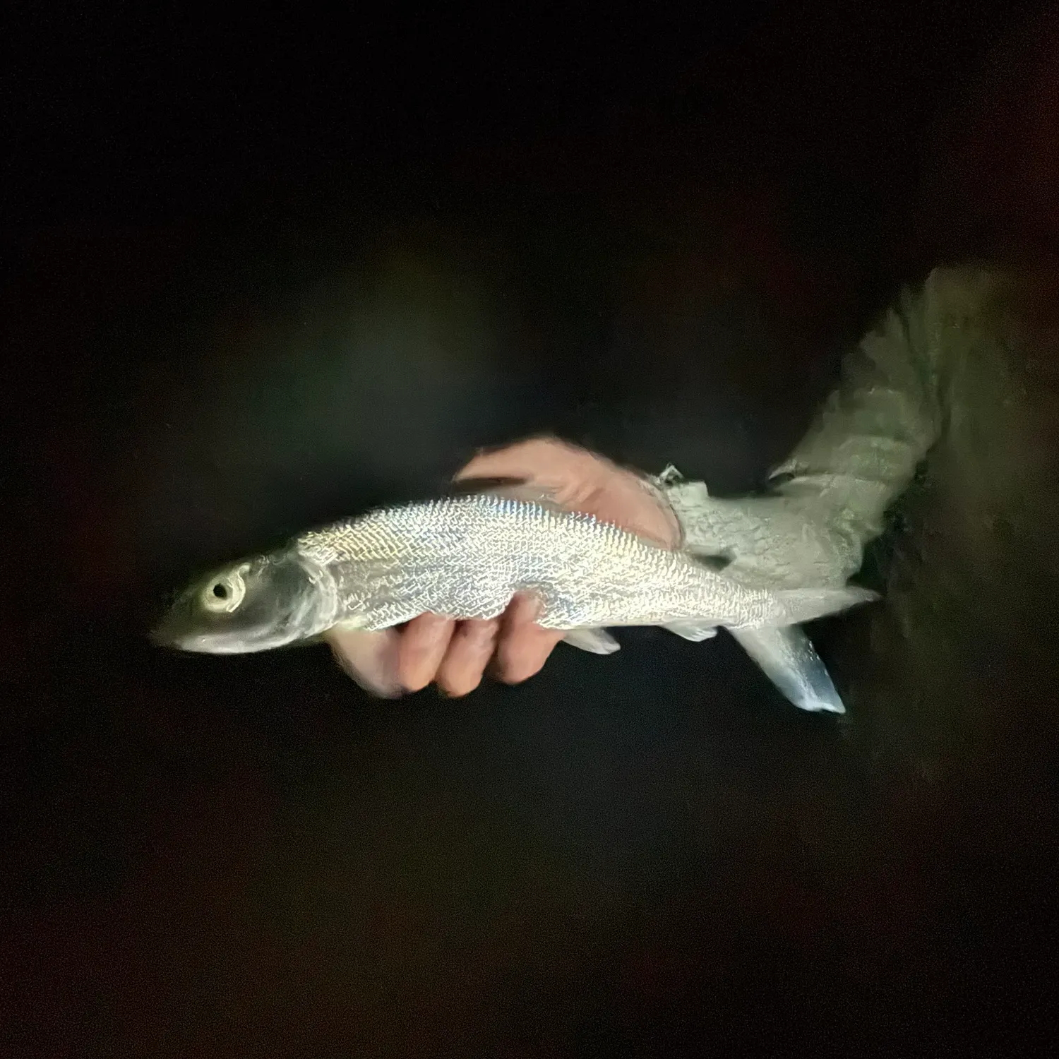 The most recent West Atlantic bonefish catches on Fishbrain