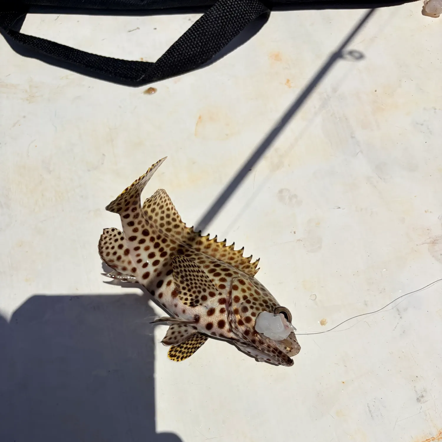 The most recent Honeycomb grouper catches on Fishbrain