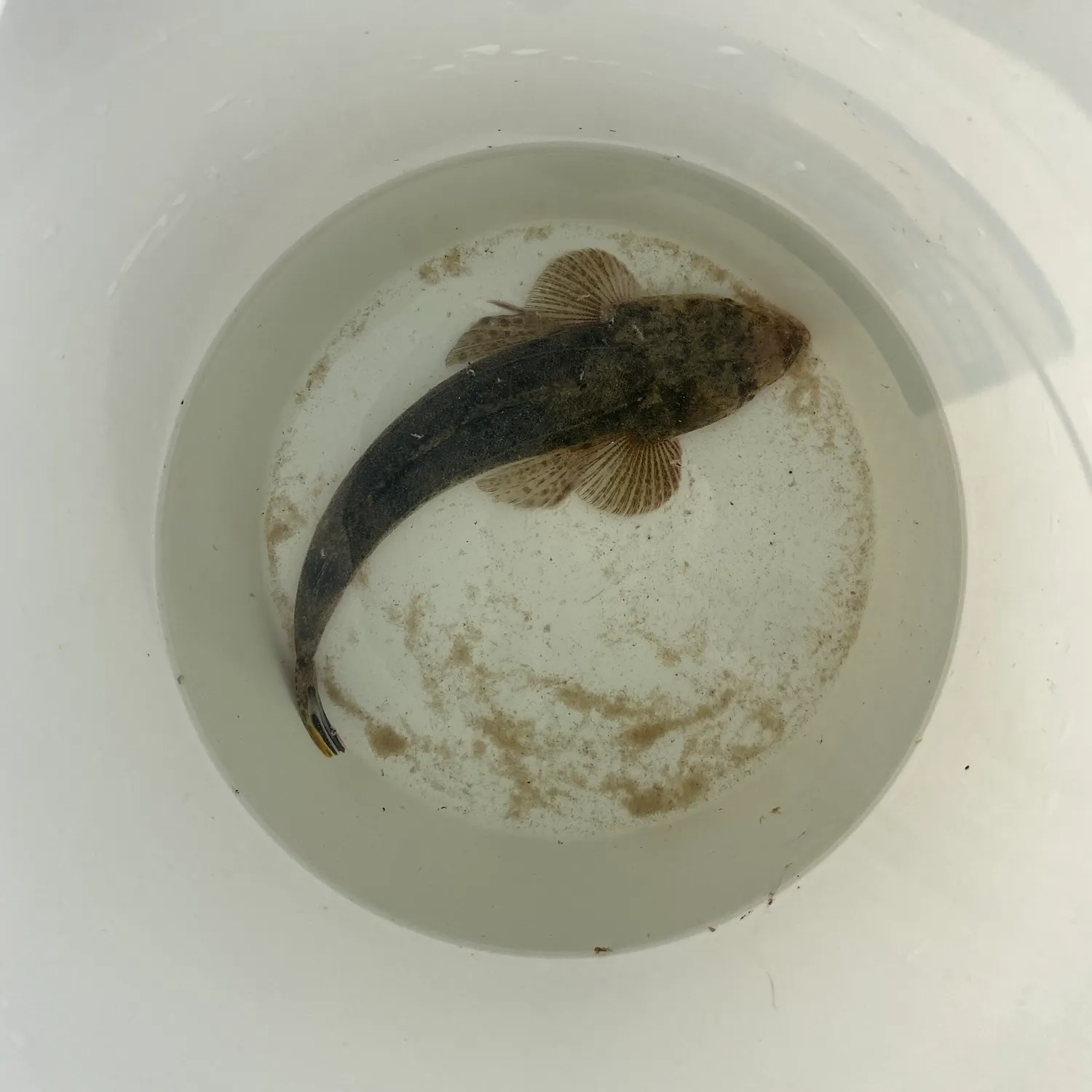 The most recent Bartail flathead catches on Fishbrain