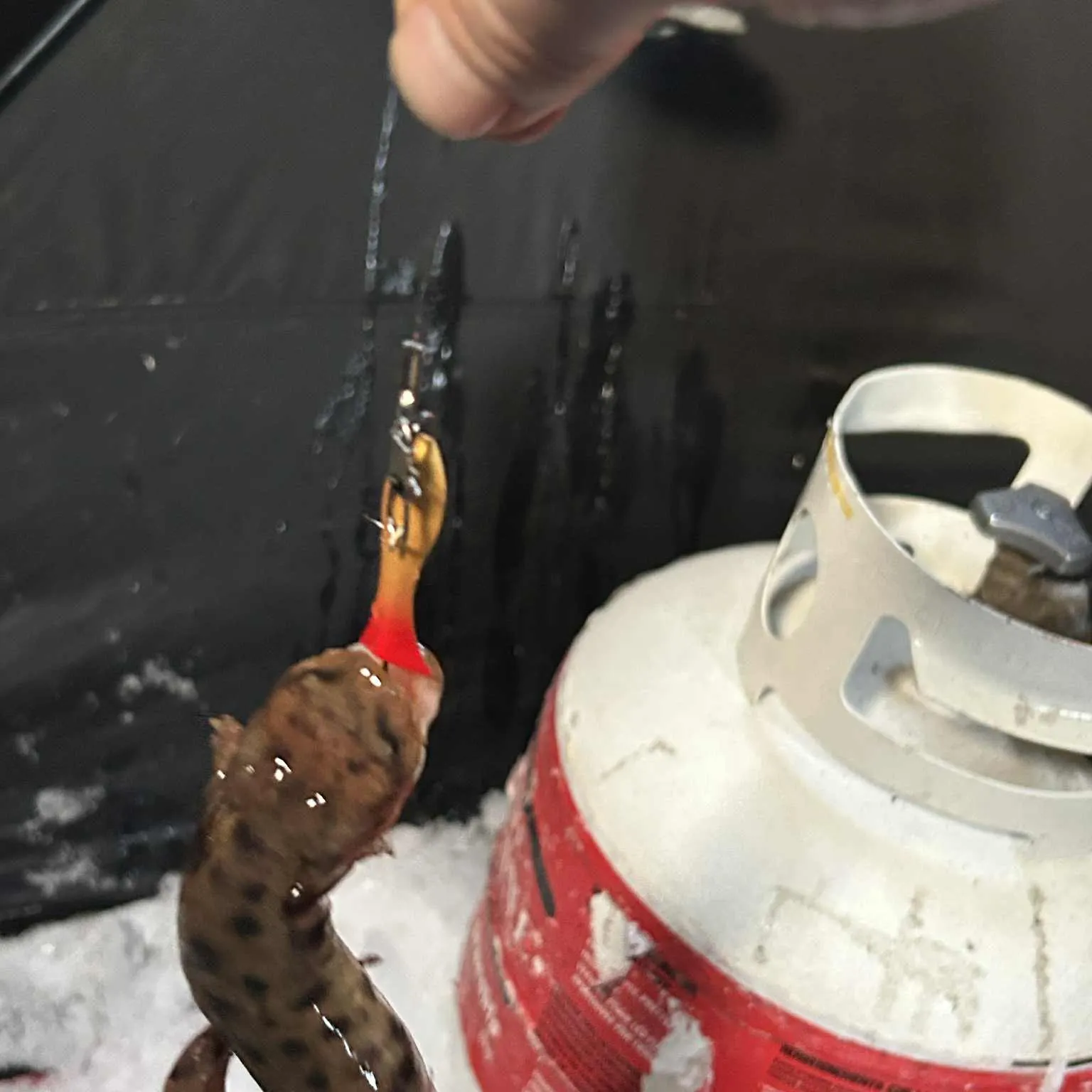 The most recent Common mudpuppy catches on Fishbrain