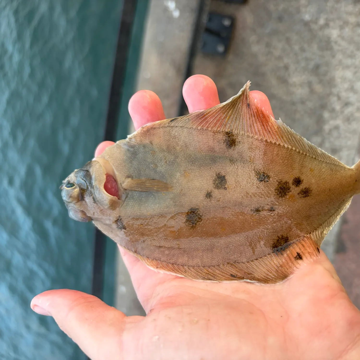 Common dab caught on Fishbrain