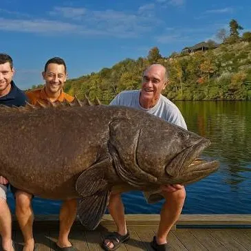 The most recent Gag grouper catches on Fishbrain