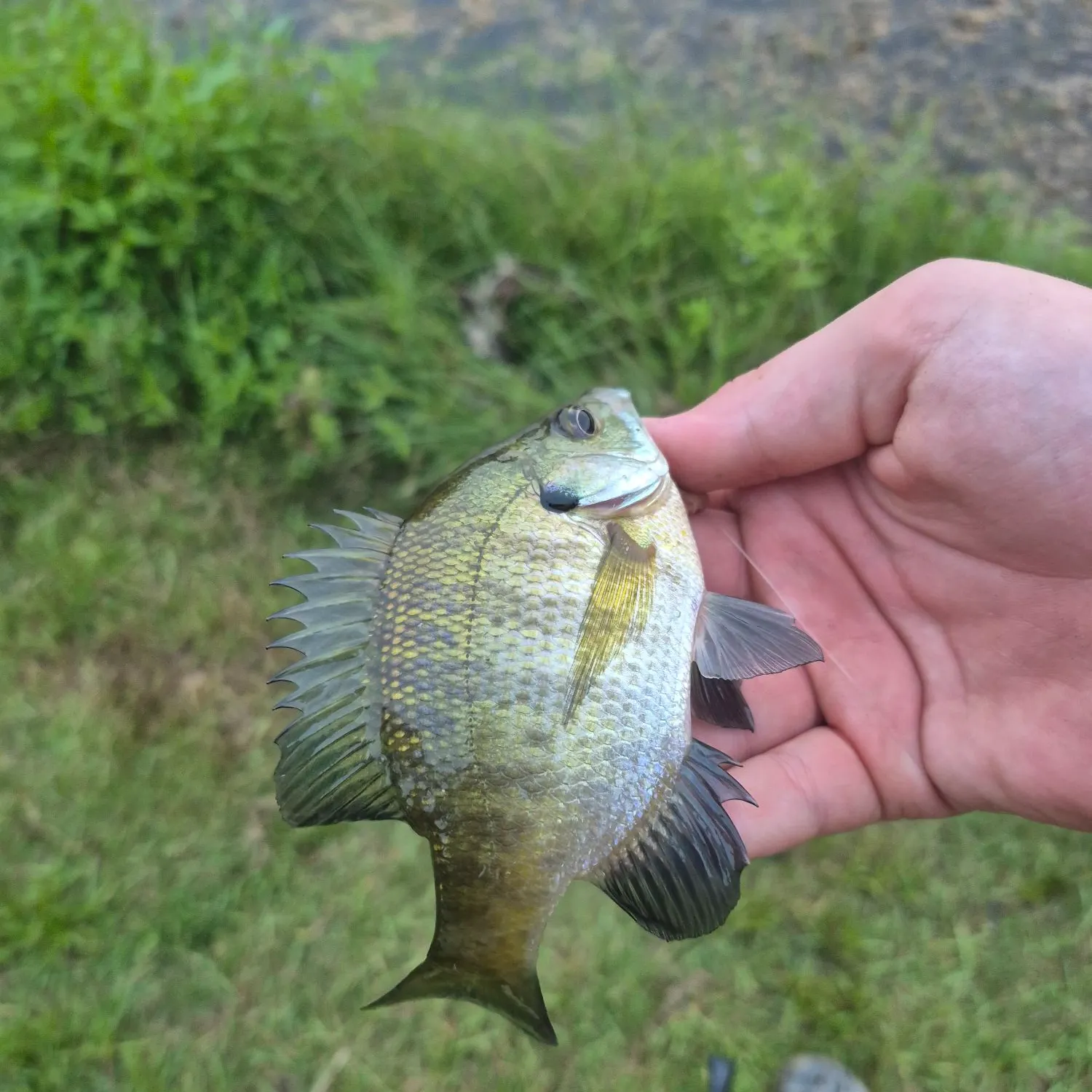 Bluegill caught on Fishbrain