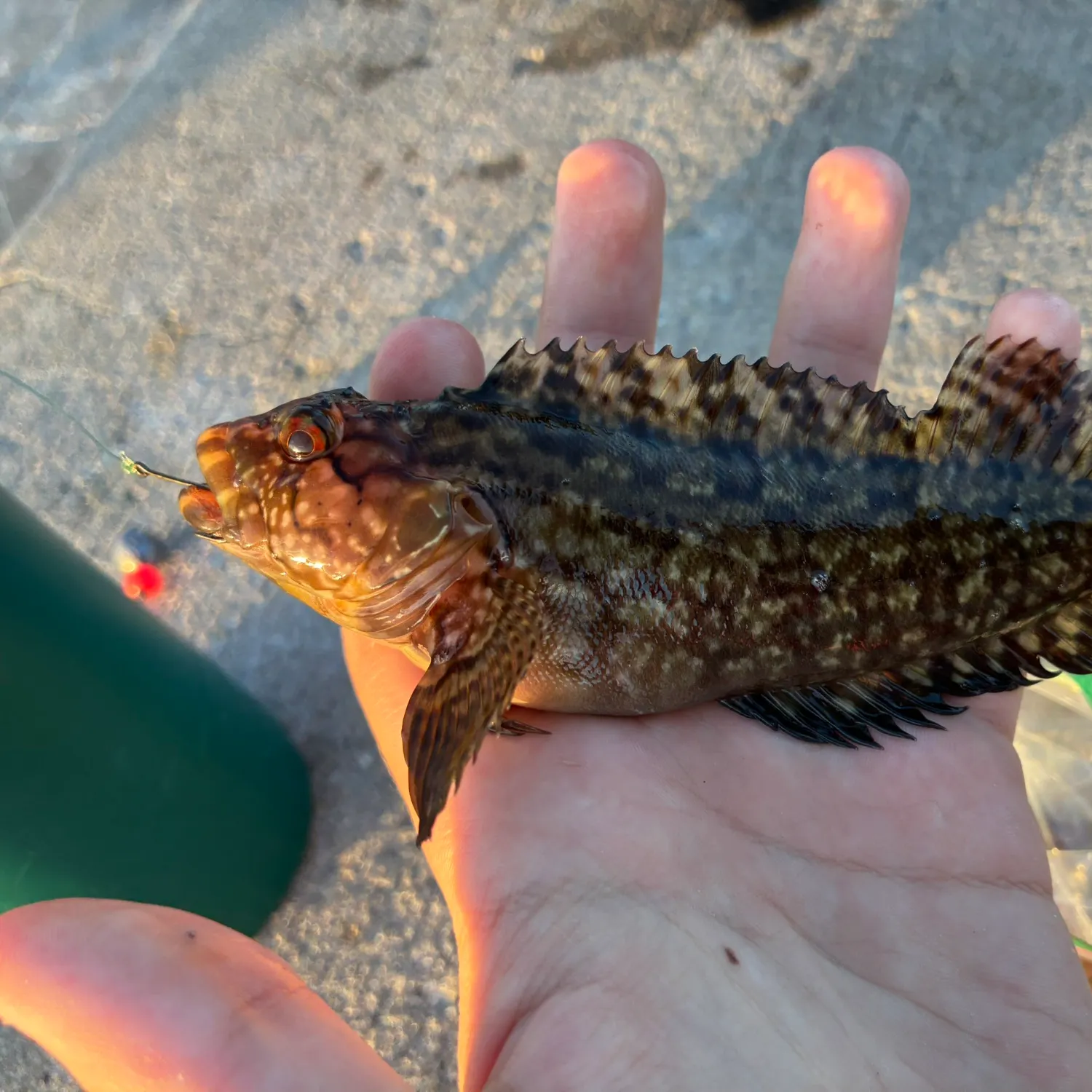recently logged catches