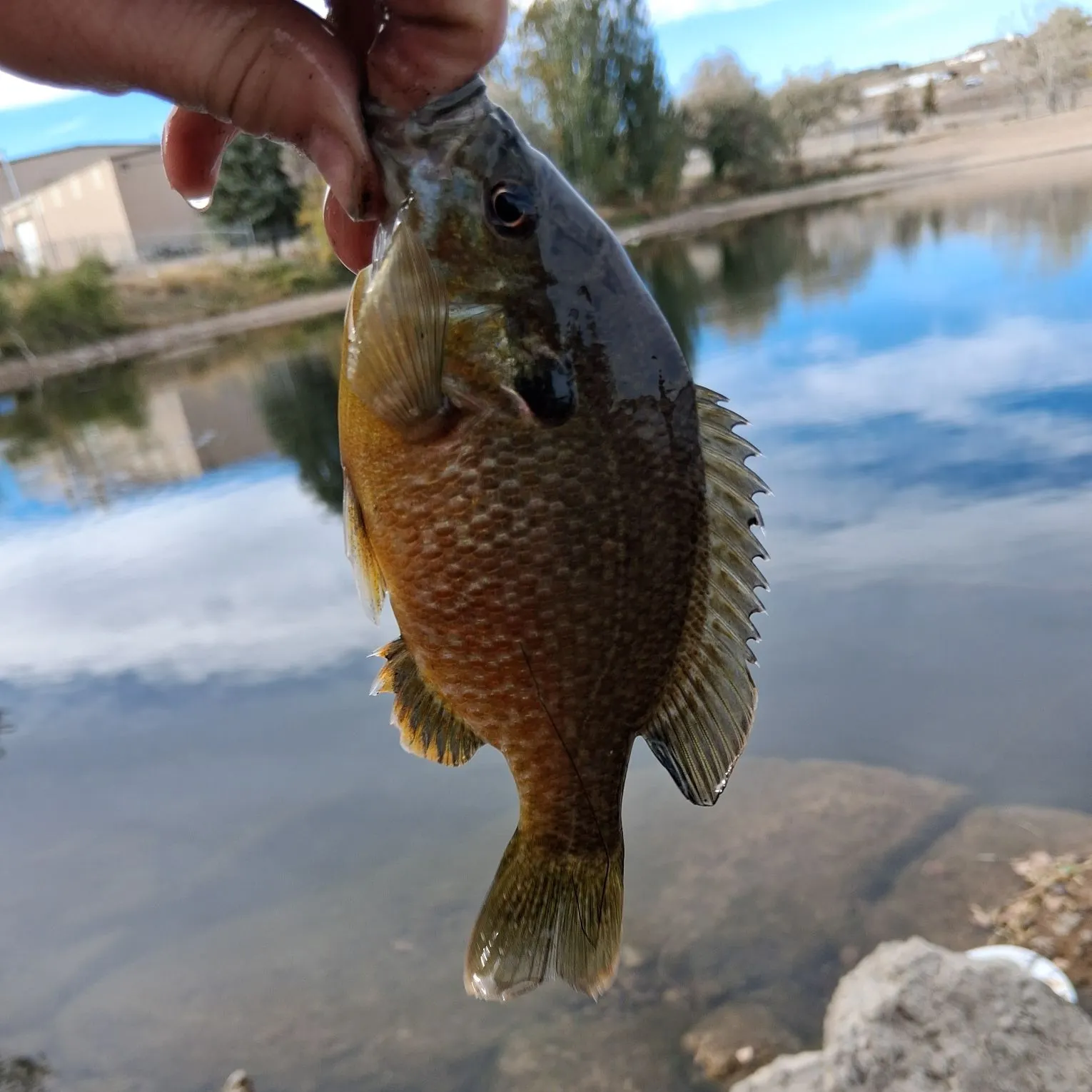 Greengill hybrid caught on Fishbrain