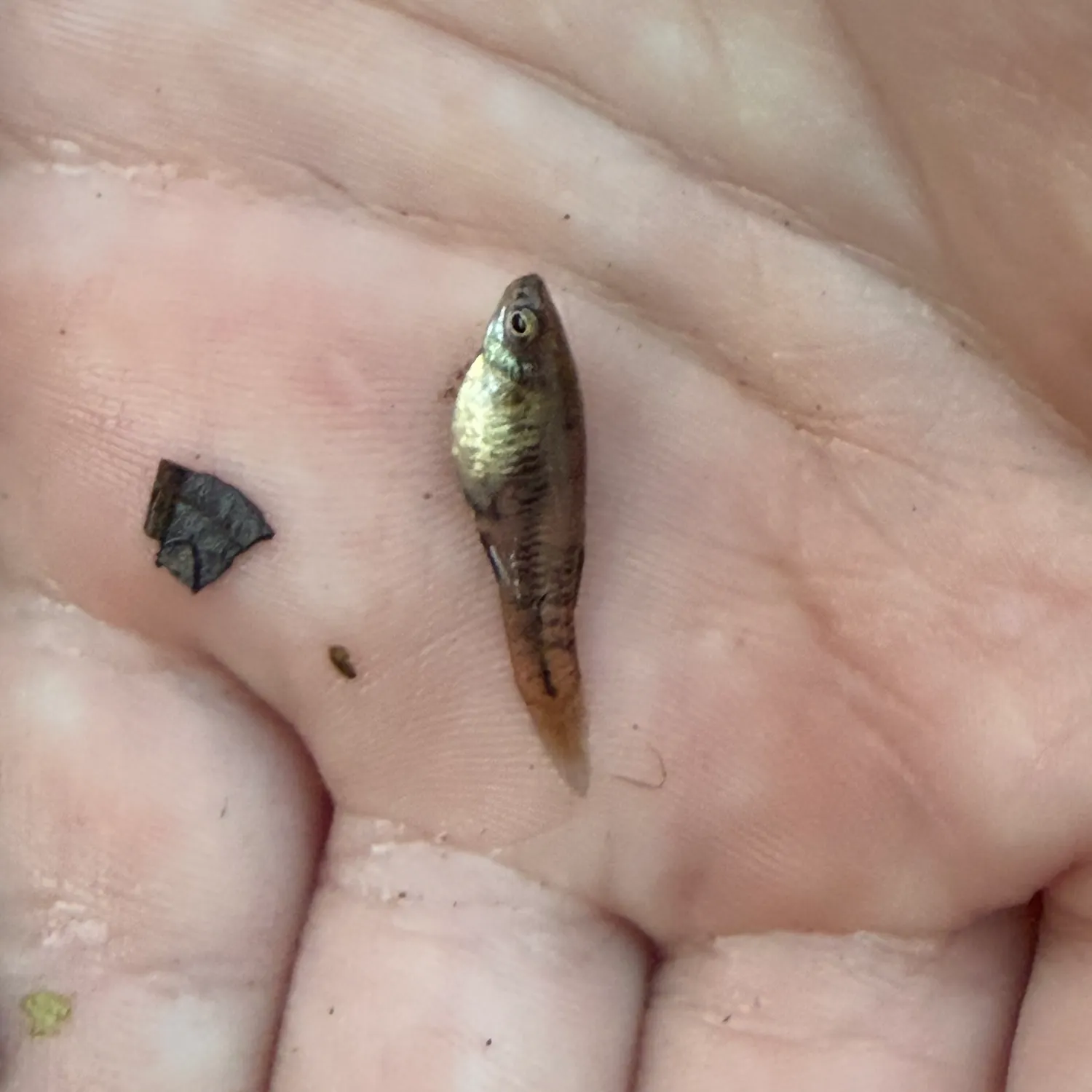 The most recent Silverjaw minnow catches on Fishbrain