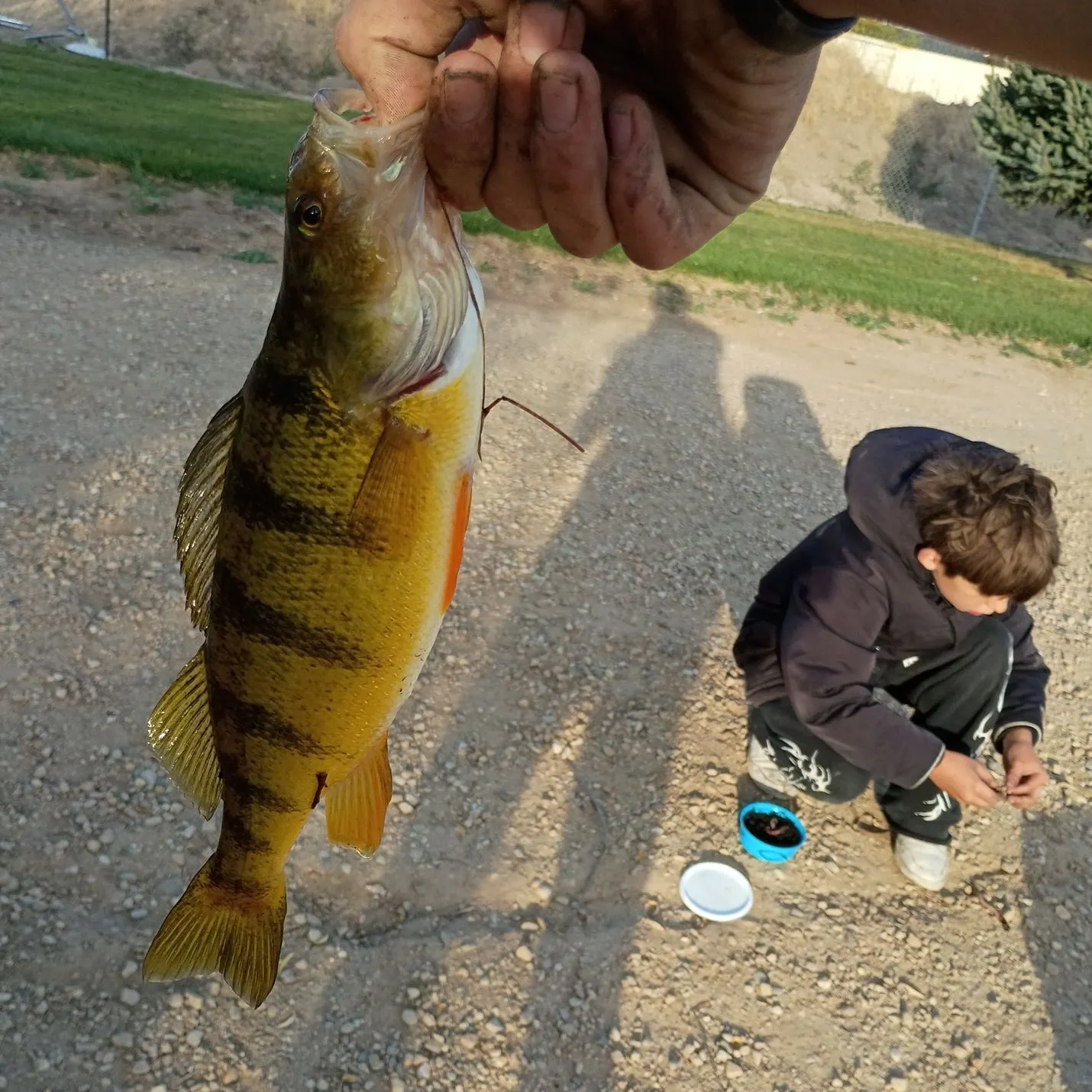 Yellow perch caught on Fishbrain