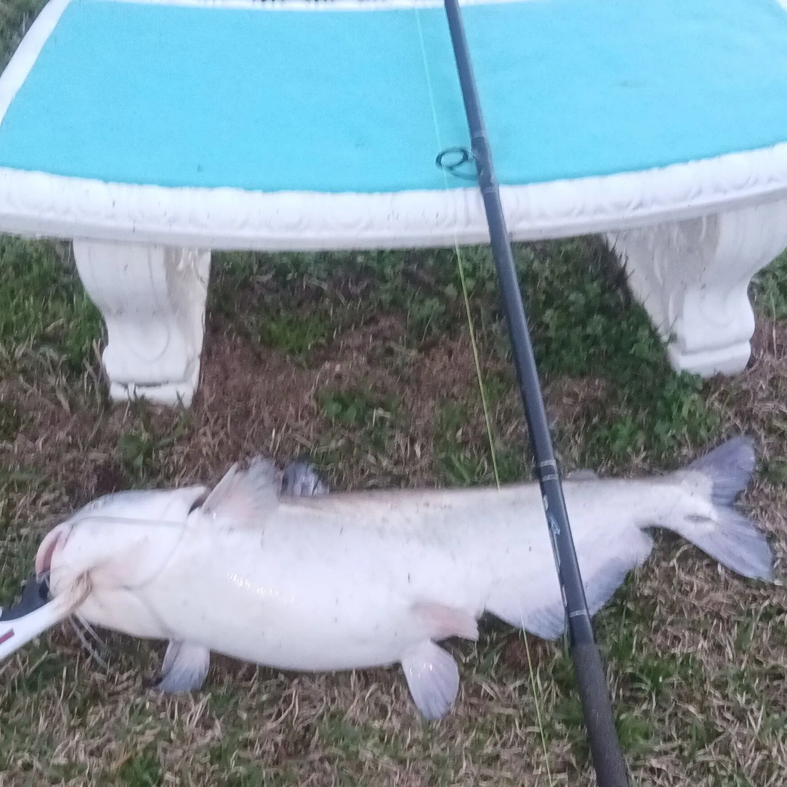 The most recent Blue catfish catches on Fishbrain