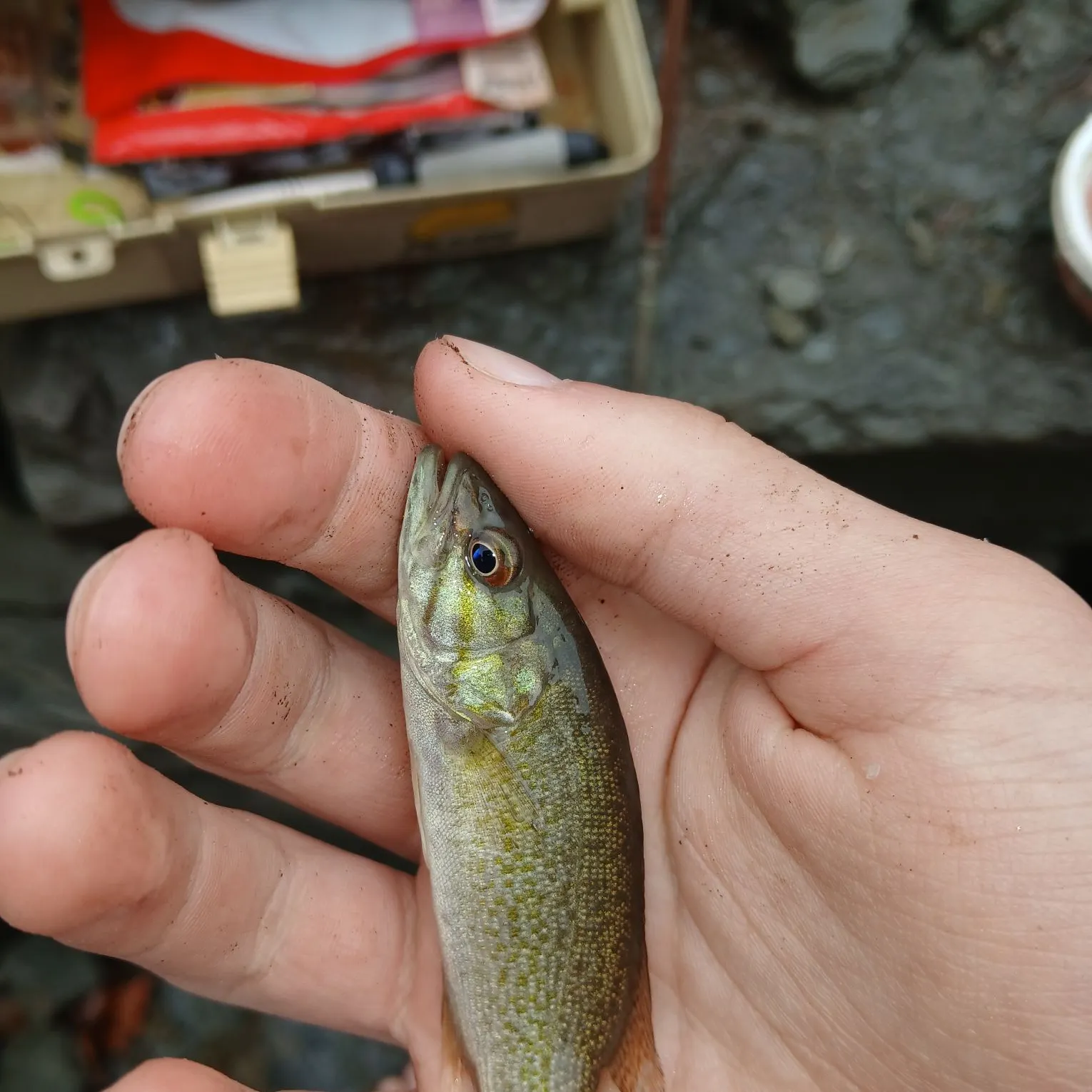 Smallmouth bass caught on Fishbrain