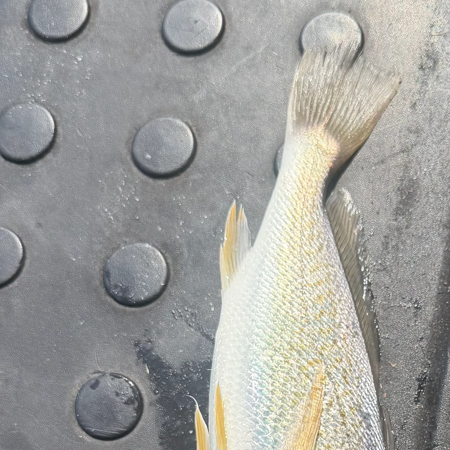 Atlantic croaker caught on Fishbrain
